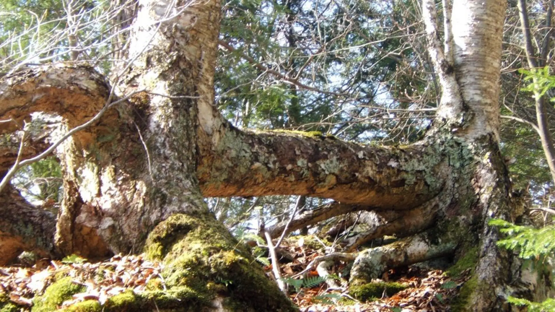 The Elk Pass Trail has many interesting features.