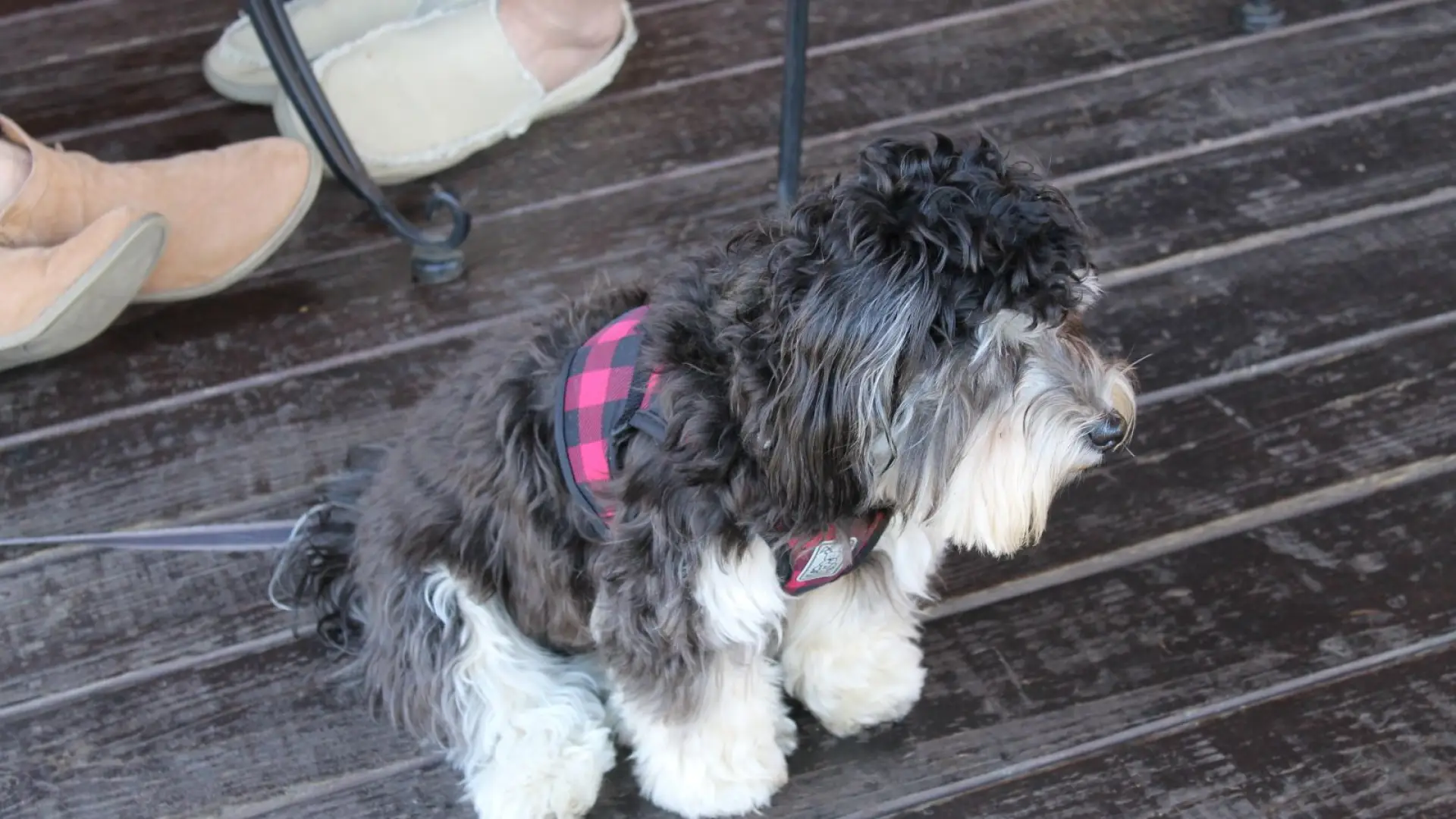 Fonzi had a great time there last week!