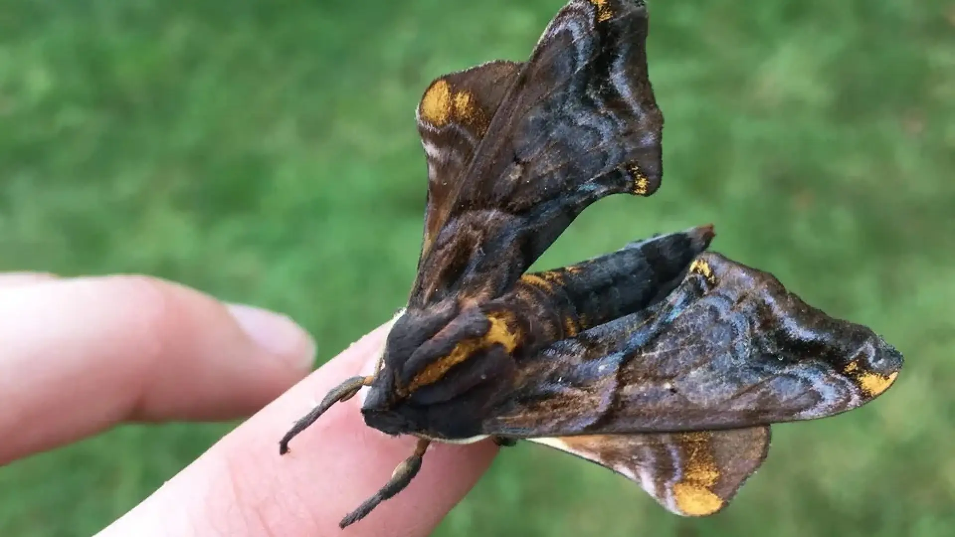 Close-up of a dark brown and gold moth resting on a person's finger against a blurred green background.