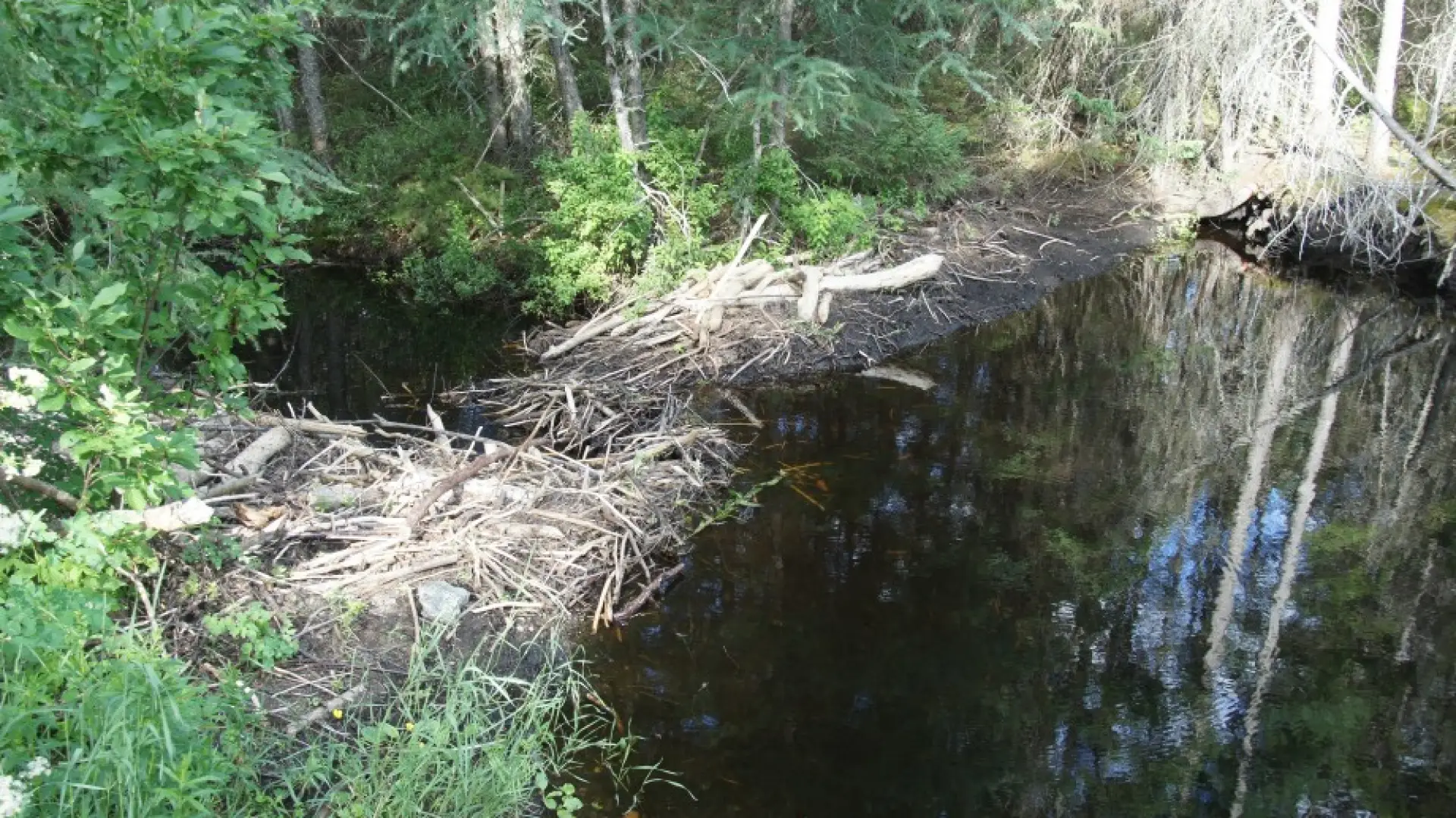 beaver dam - Bloomingdale Bog