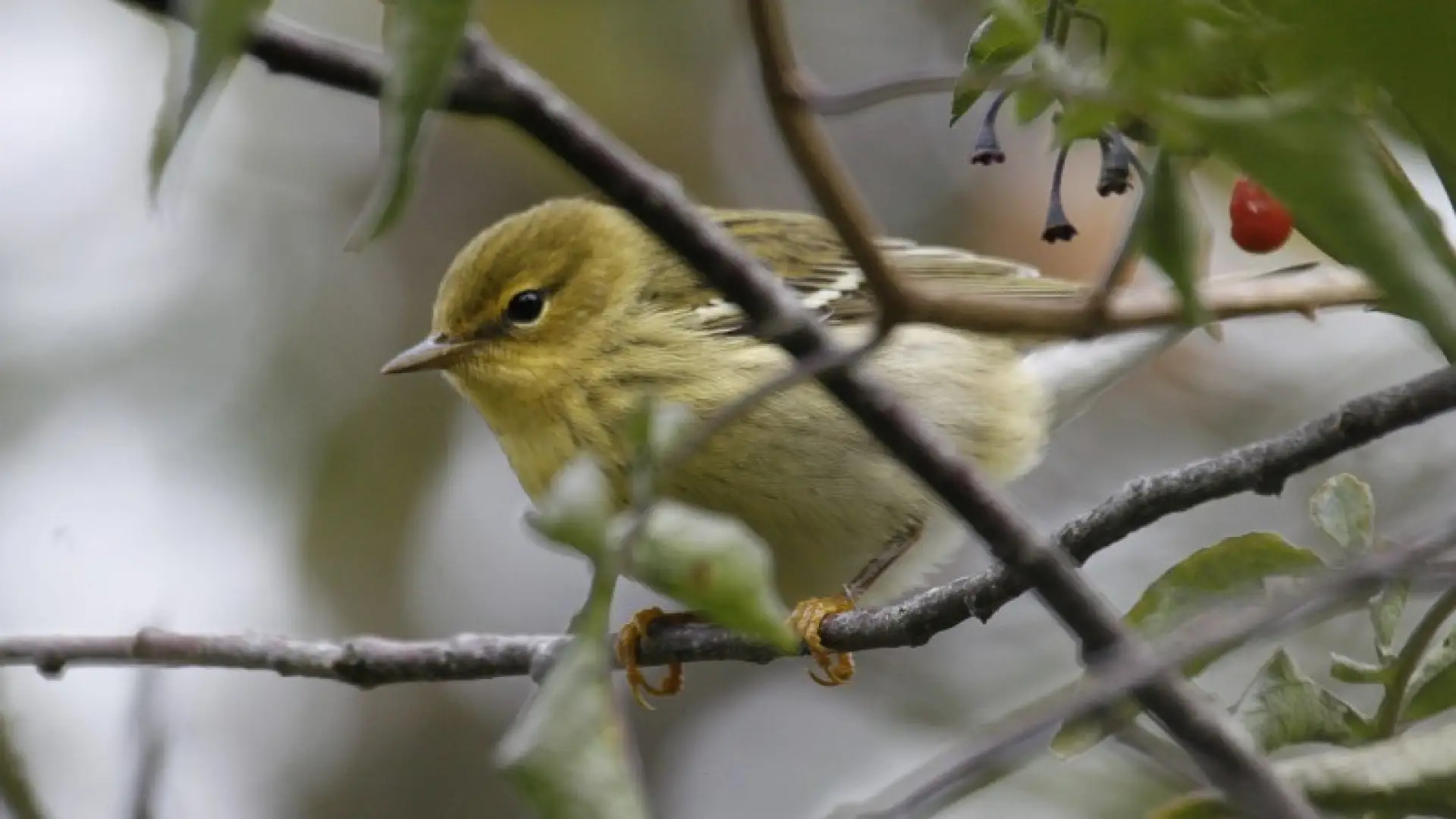 Blackpoll warbler - Larry