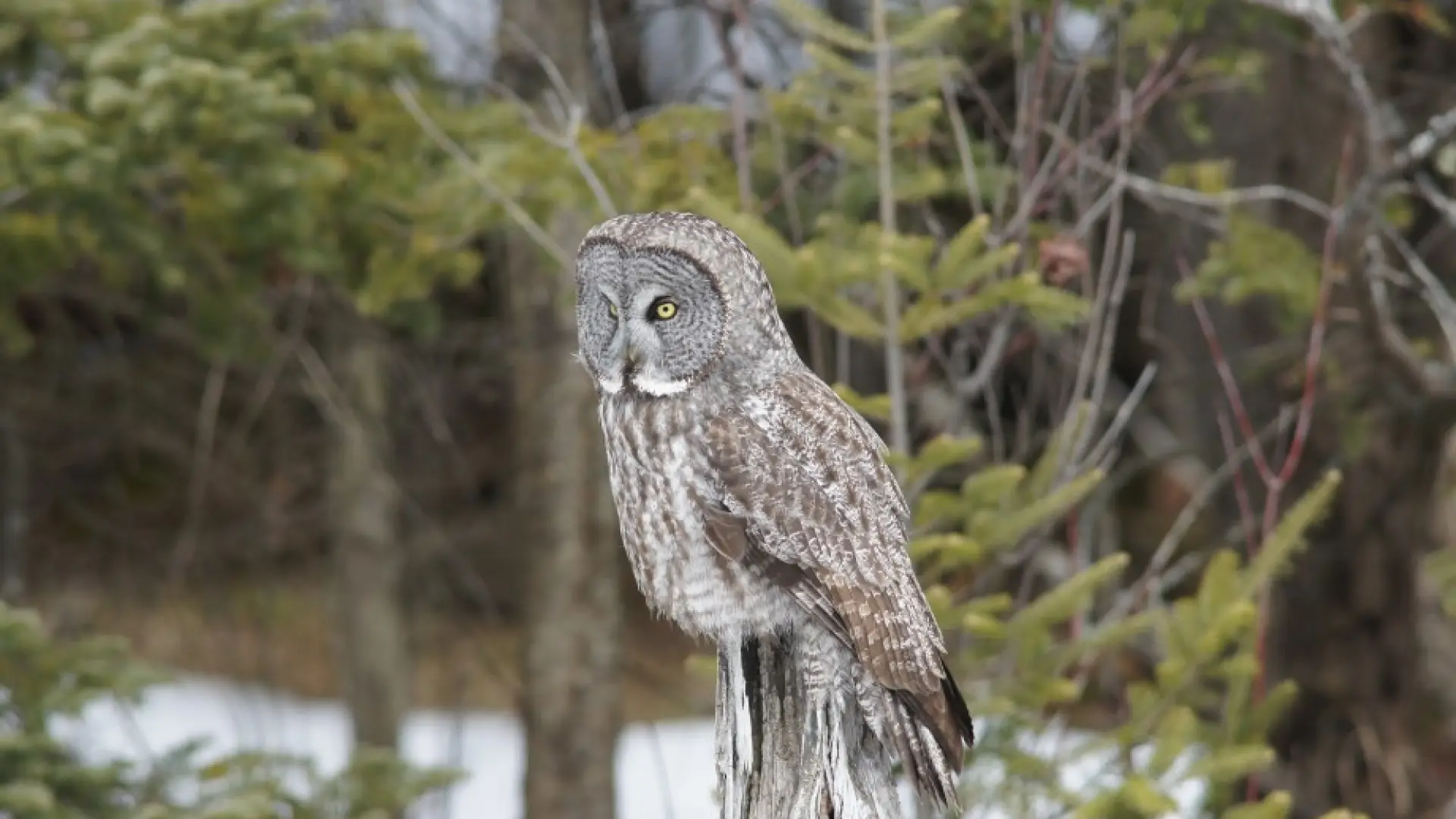 great gray owl Tupper Lake