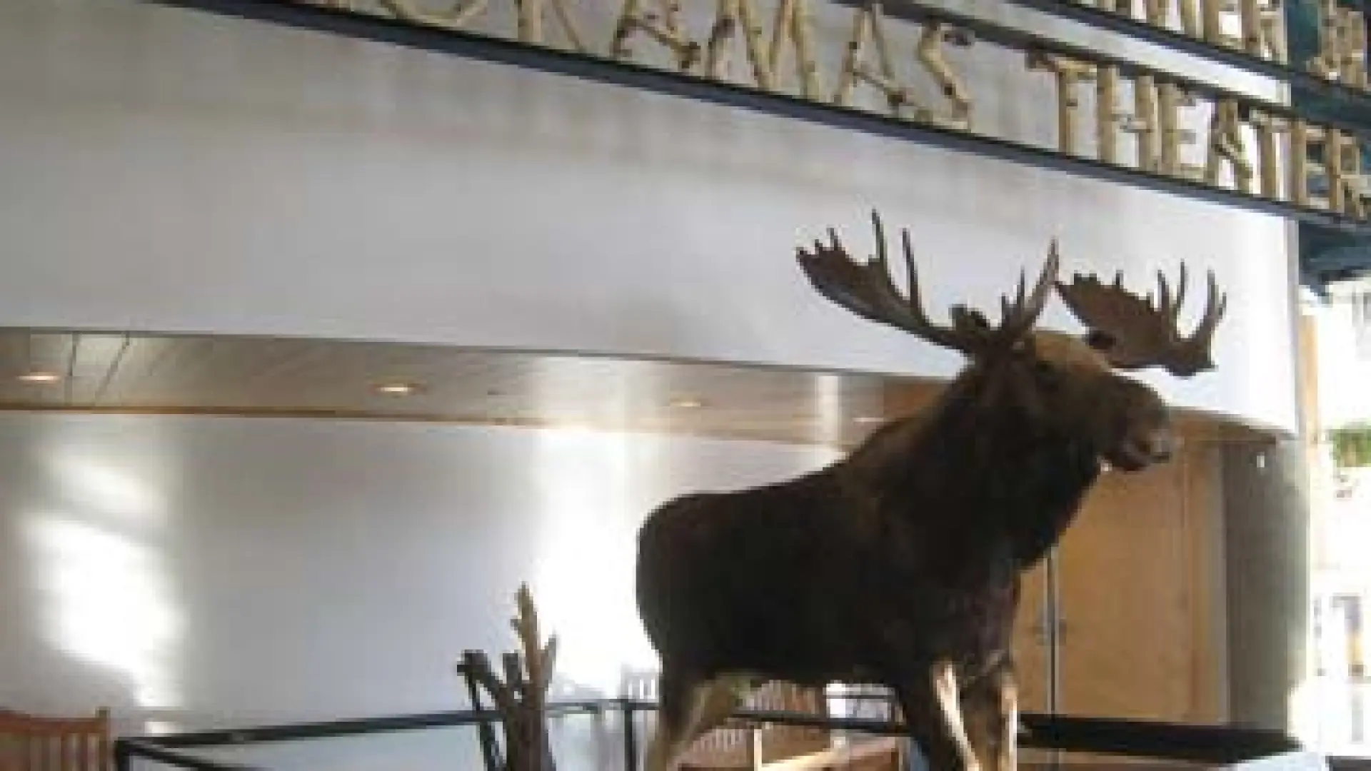 Wild Center Moose