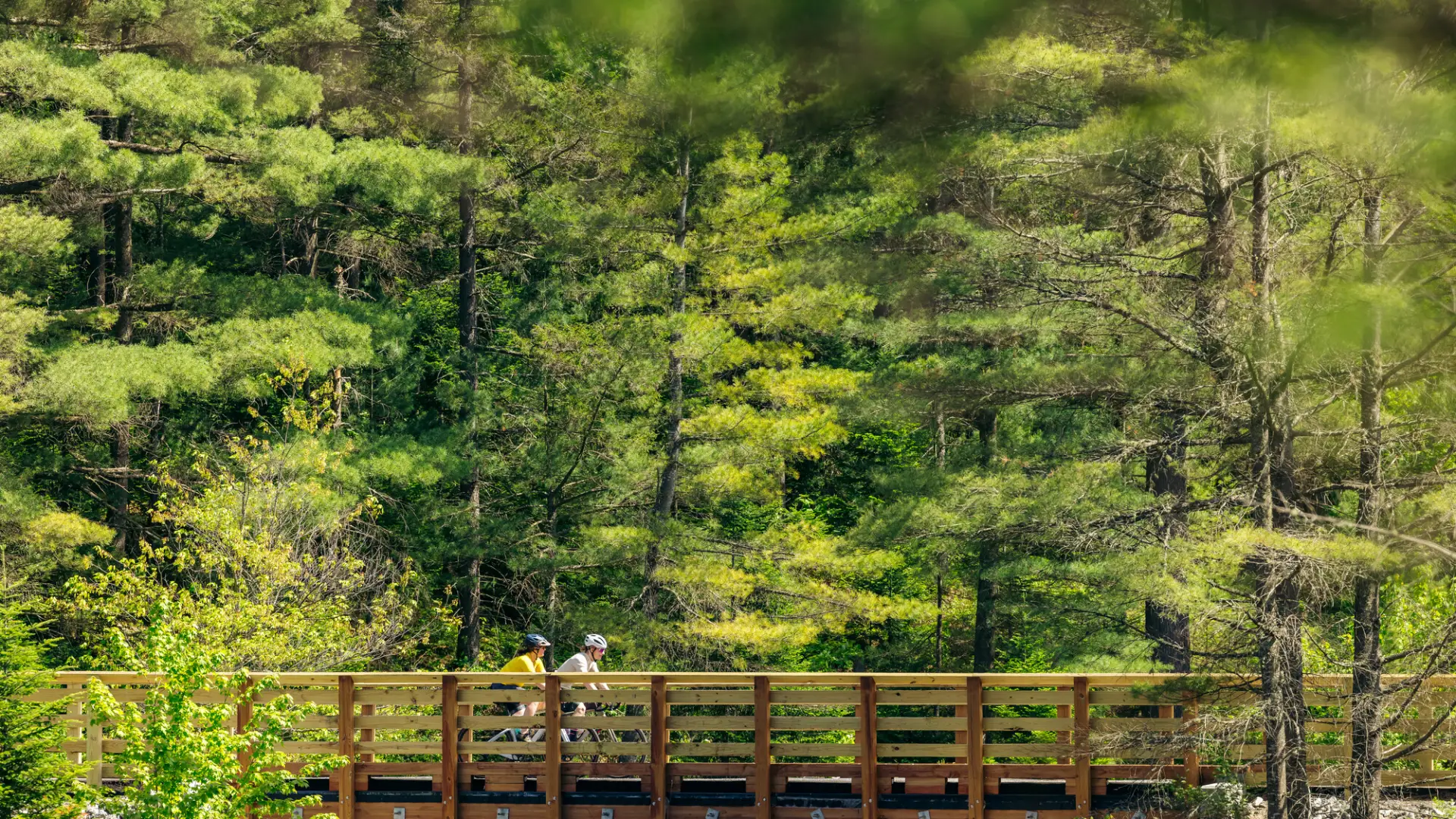 Two adults cycle on a path surrounded by forest.