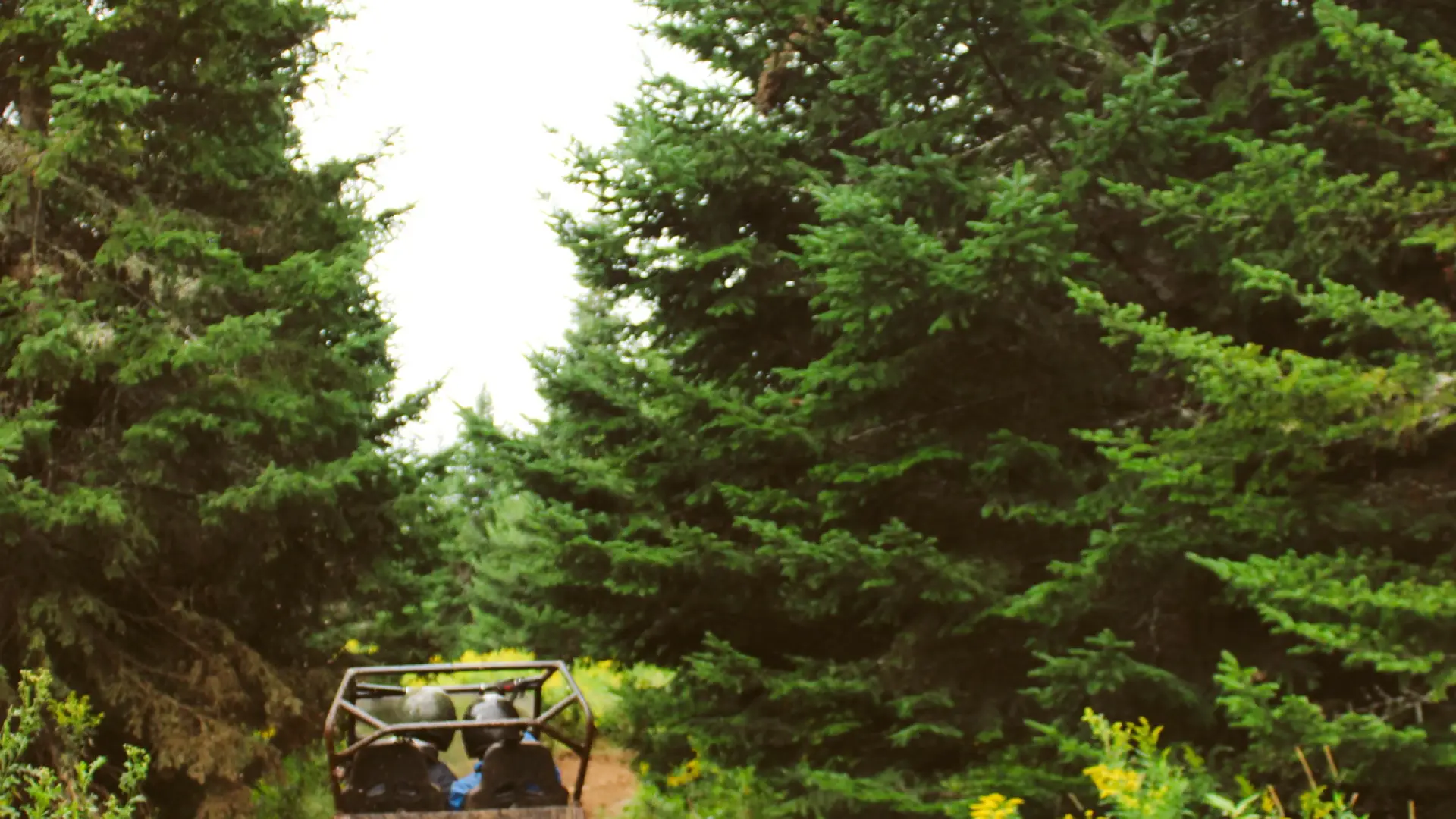 Early spring rides in a UTV on a muddy path with wild flowers and pine trees on either side 