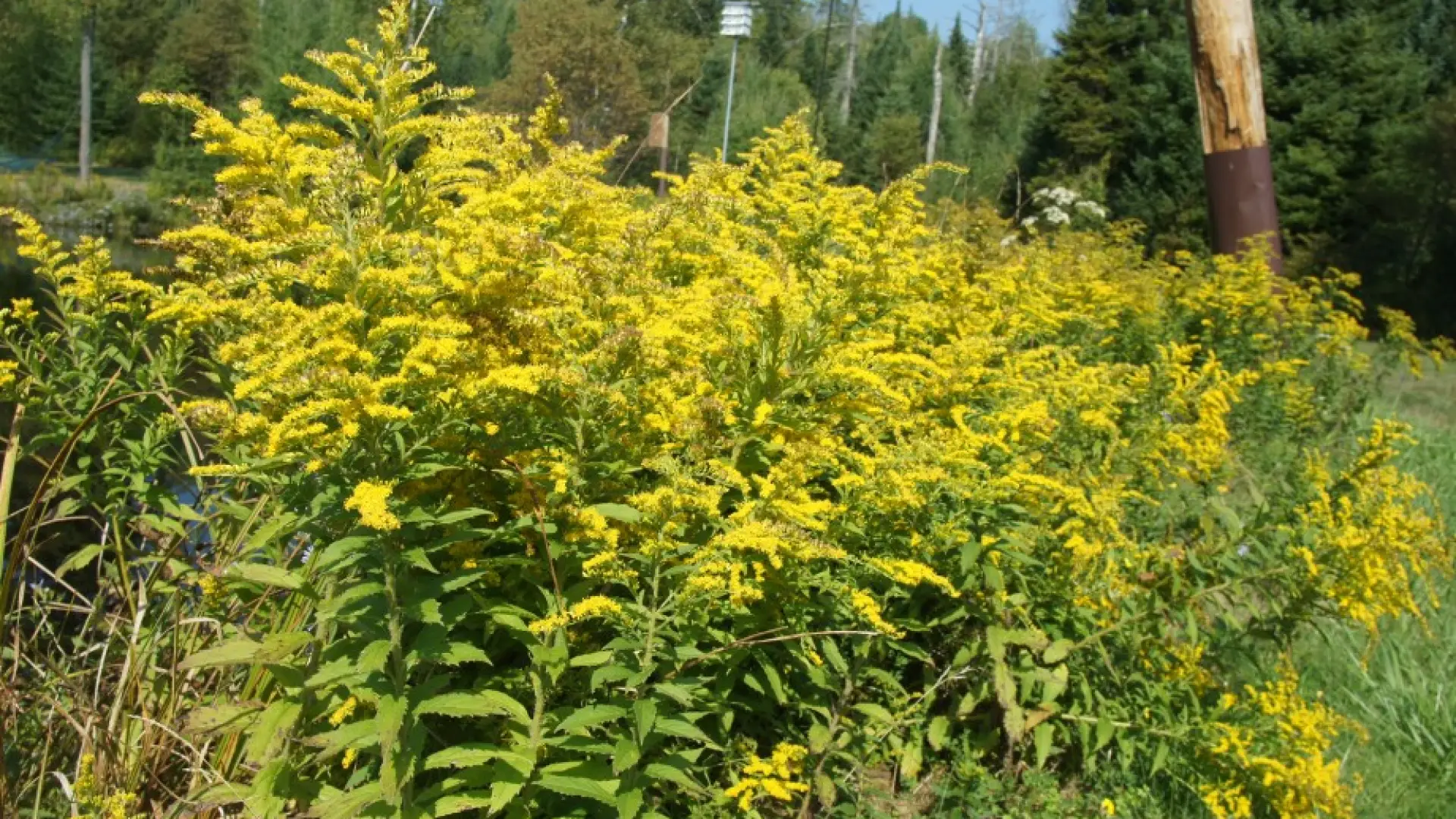 Rough-stemmed Goldenrod