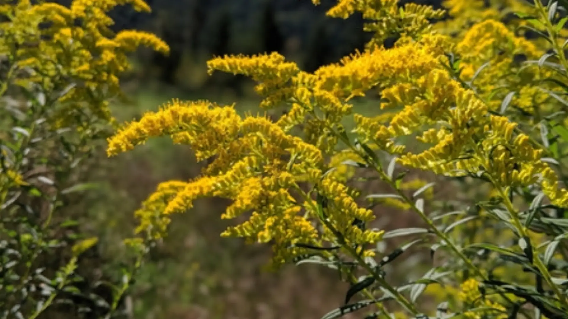 Up-close image of goldenrod