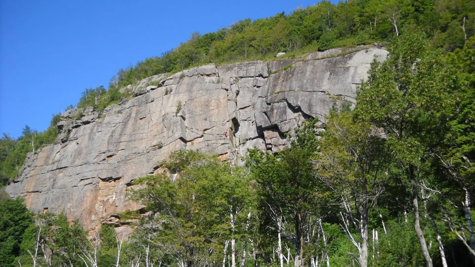 A rock climbing cliff surrounded by trees