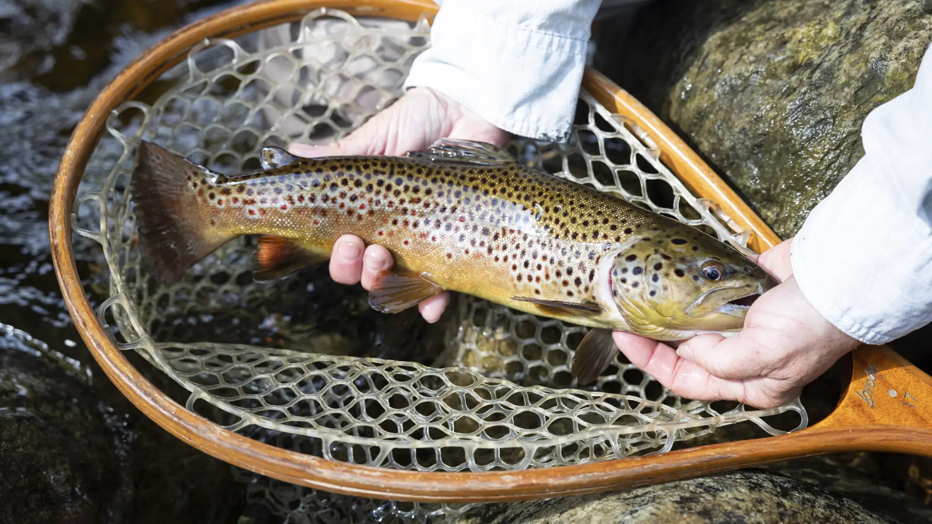 Trout held above net