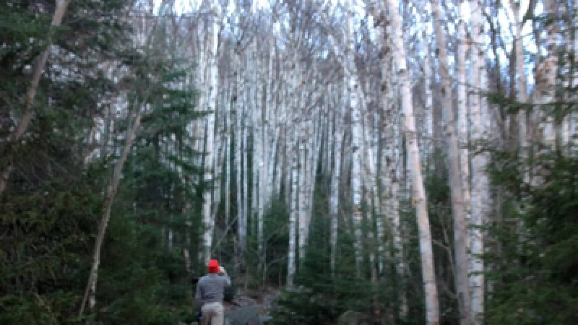 white birch trees on Wright