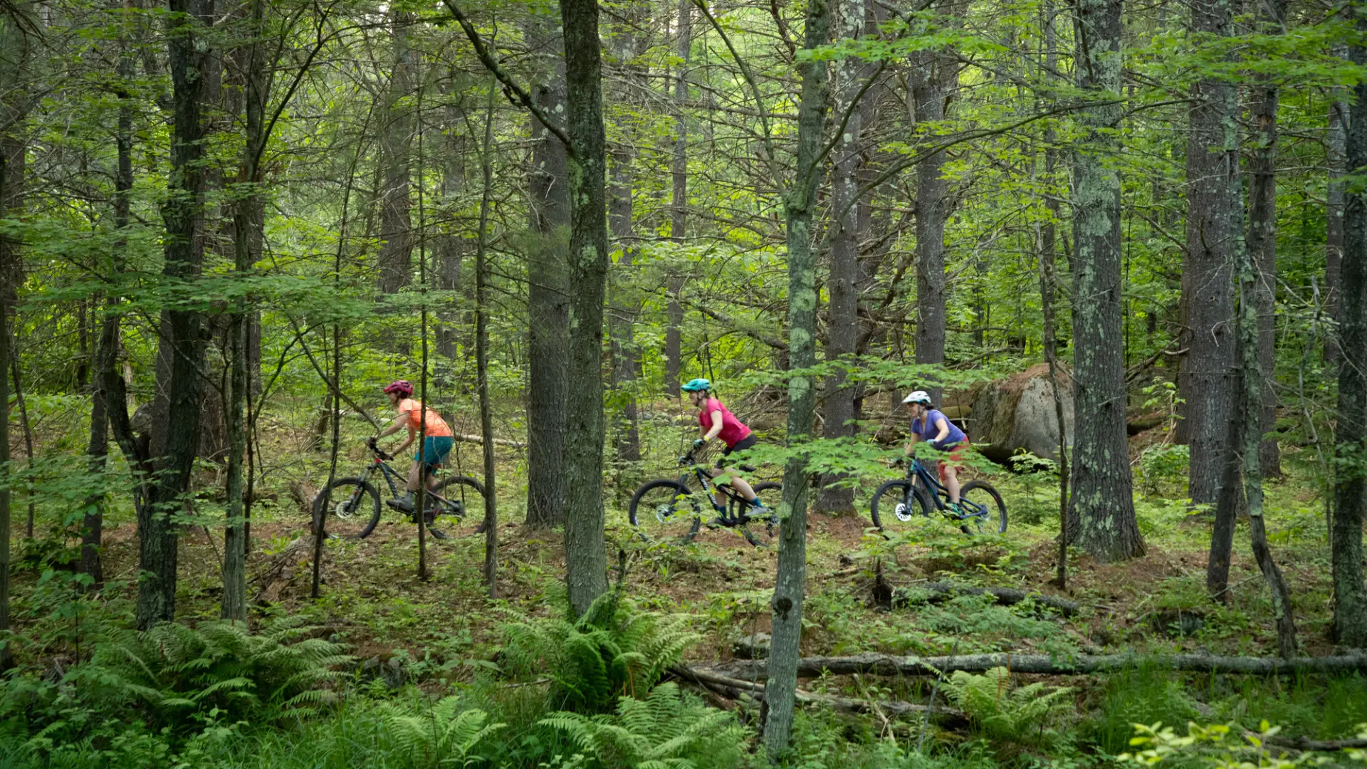 A mountain biker going through trees