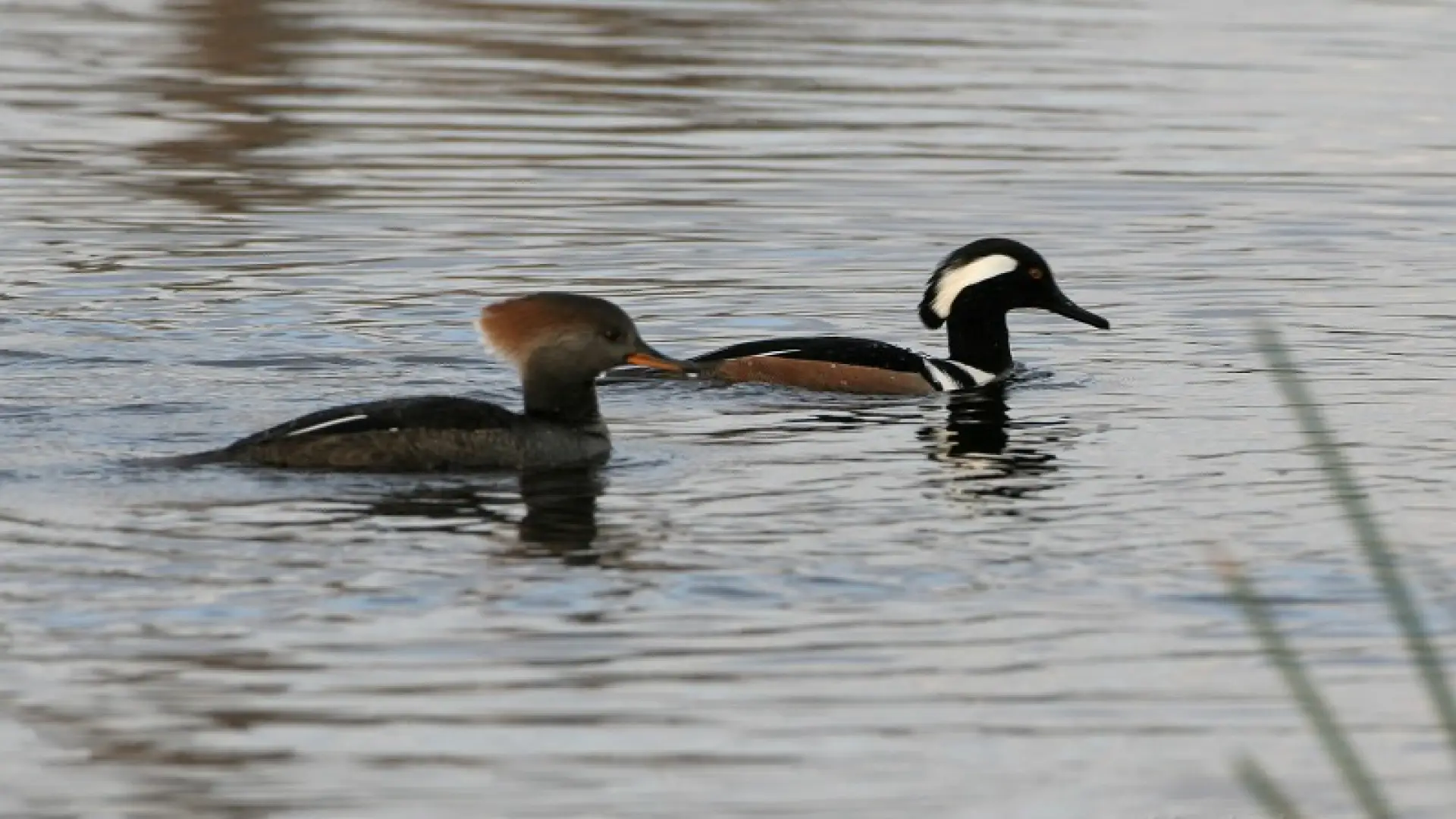 Hooded Mergansers Larry