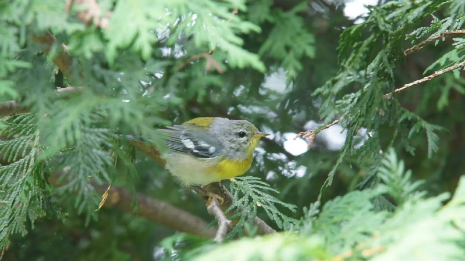 northern parula
