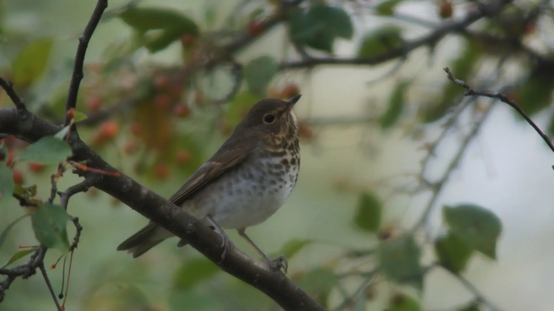 Swainson's Thrush - yard