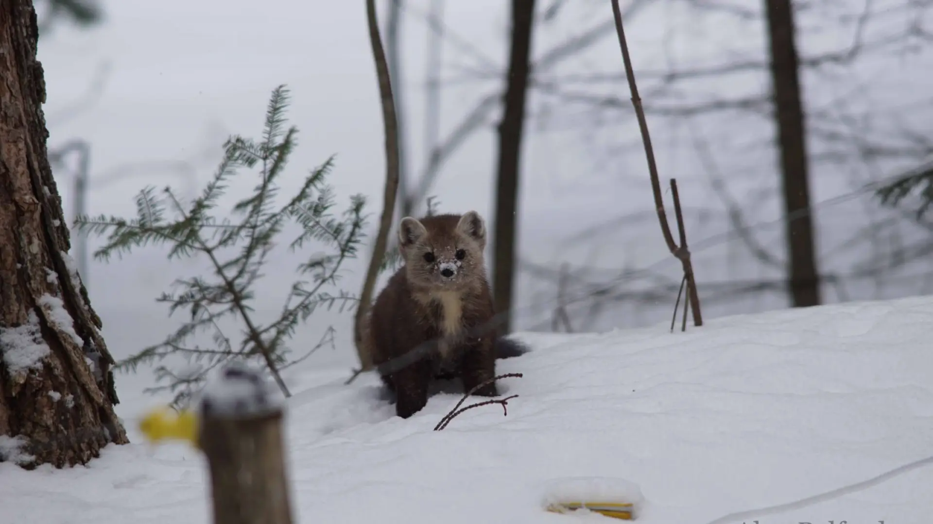 The martens are fun to watch, and cute too, as this one was as it nosed its way through the snow.