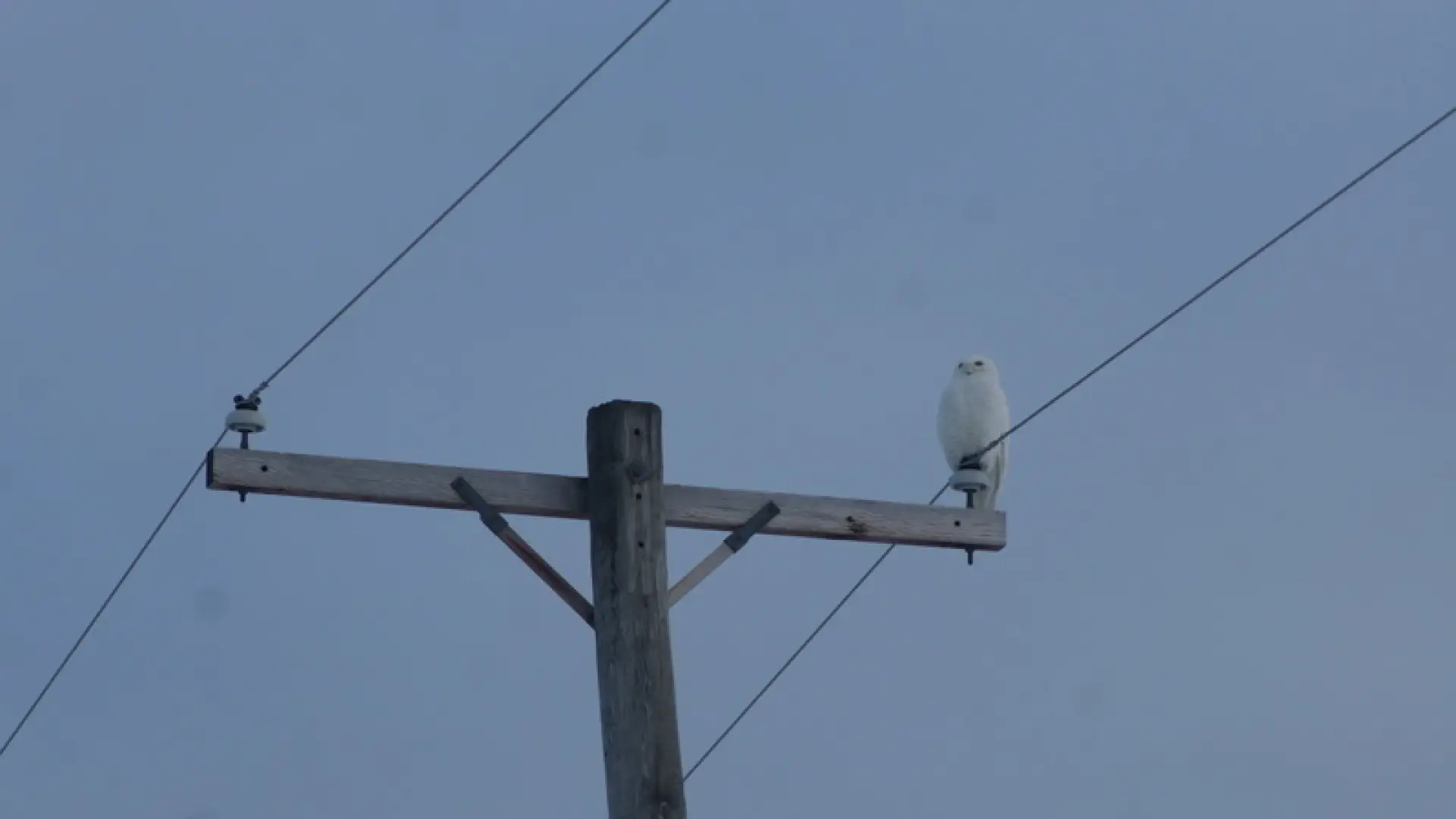 snowy Owl Watertown