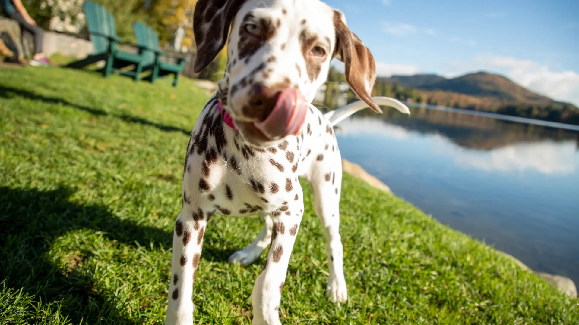 A dalmation puppy walks up to the camera with a lake in the background.