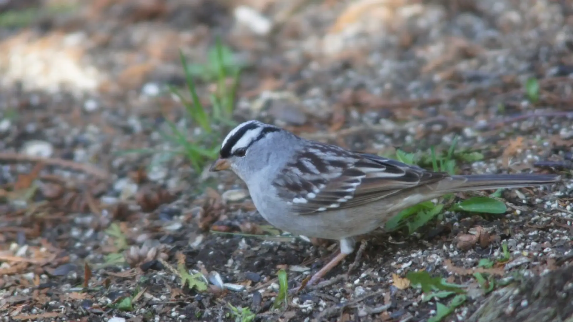 White-crowned Sparrow on ground - Lake Placid, NY