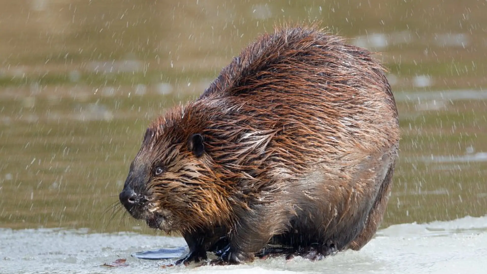 beaver Larry