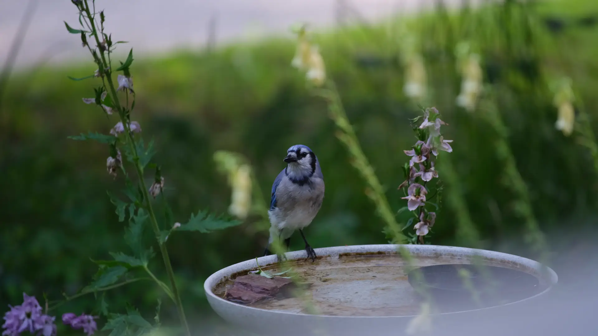 A blue jay stands on the edge of a birdbath, framed by wildflowers.