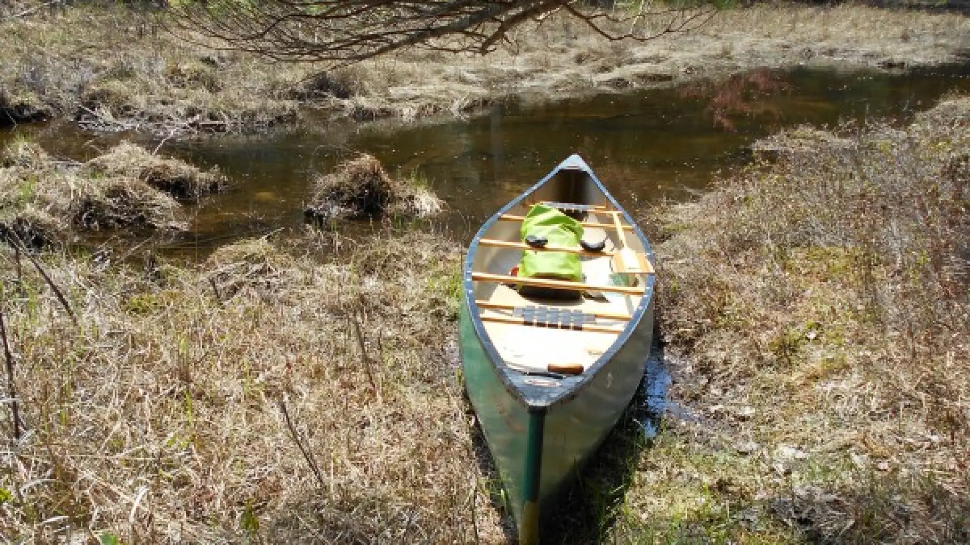 At the beaver dam