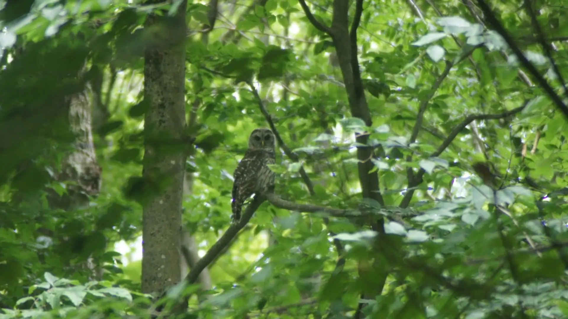Baby Barred owl - St. Regis Mt.