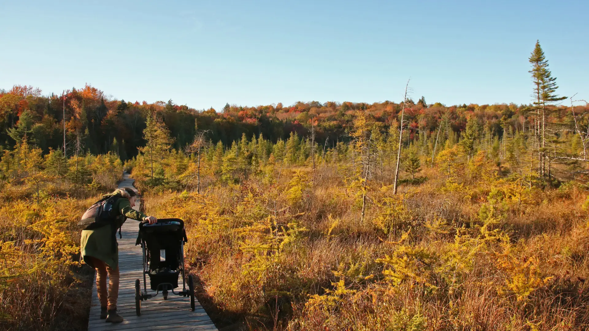 A yellow fall view from a boardwalk in a boreal habitat with conifer trees and fall colors in the background.