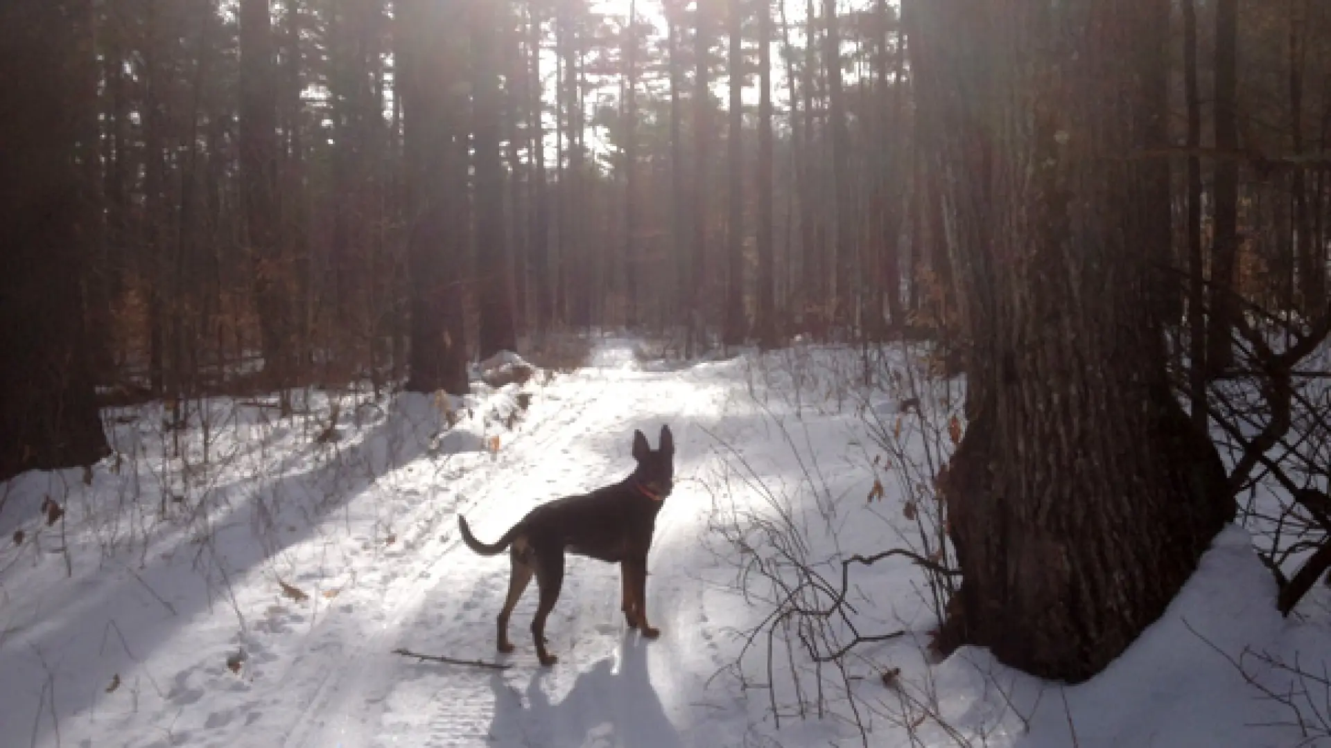 Snowmobile trail run