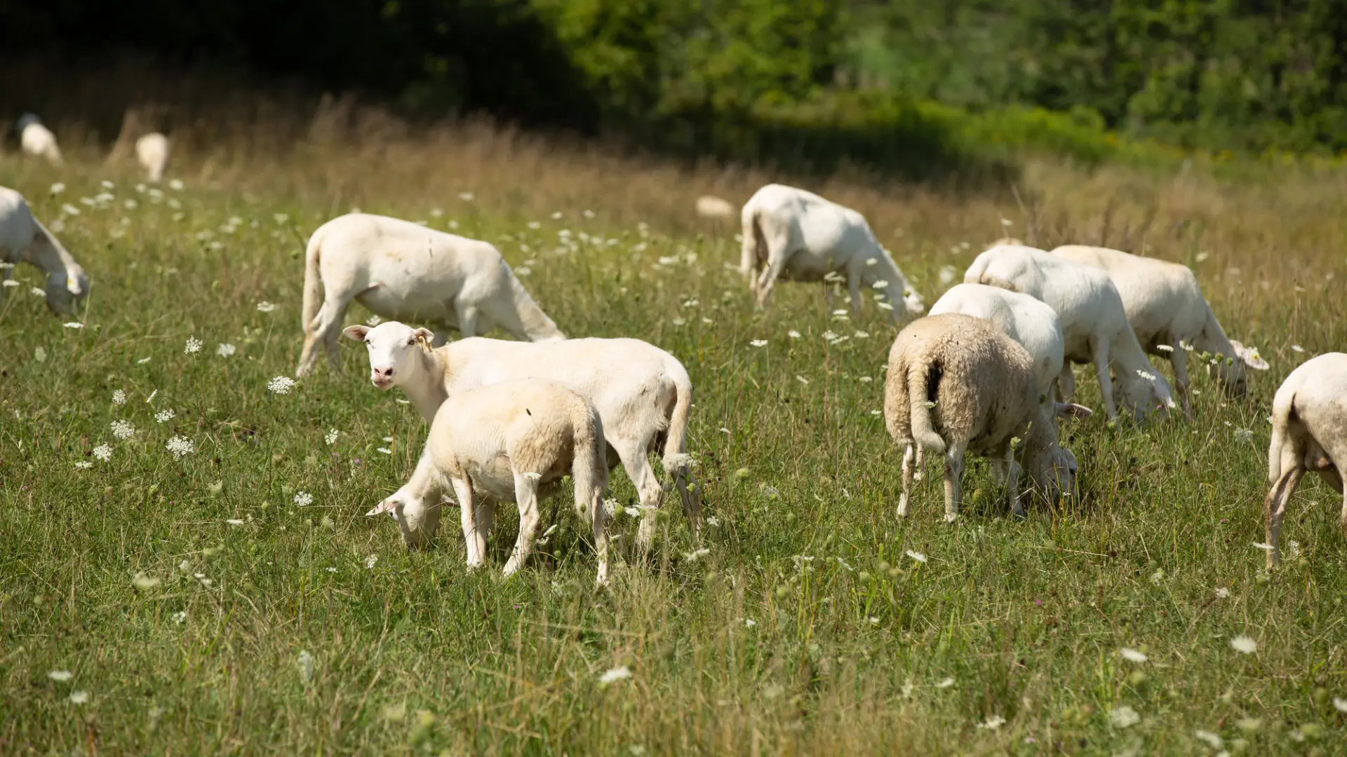 A herd of lambs graze in the grass.