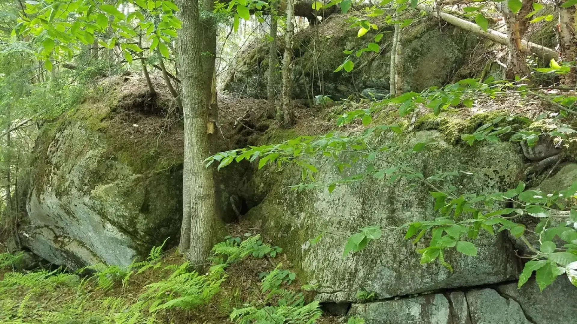 Large moss-covered rocks in a forest, surrounded by lush green ferns and trees.