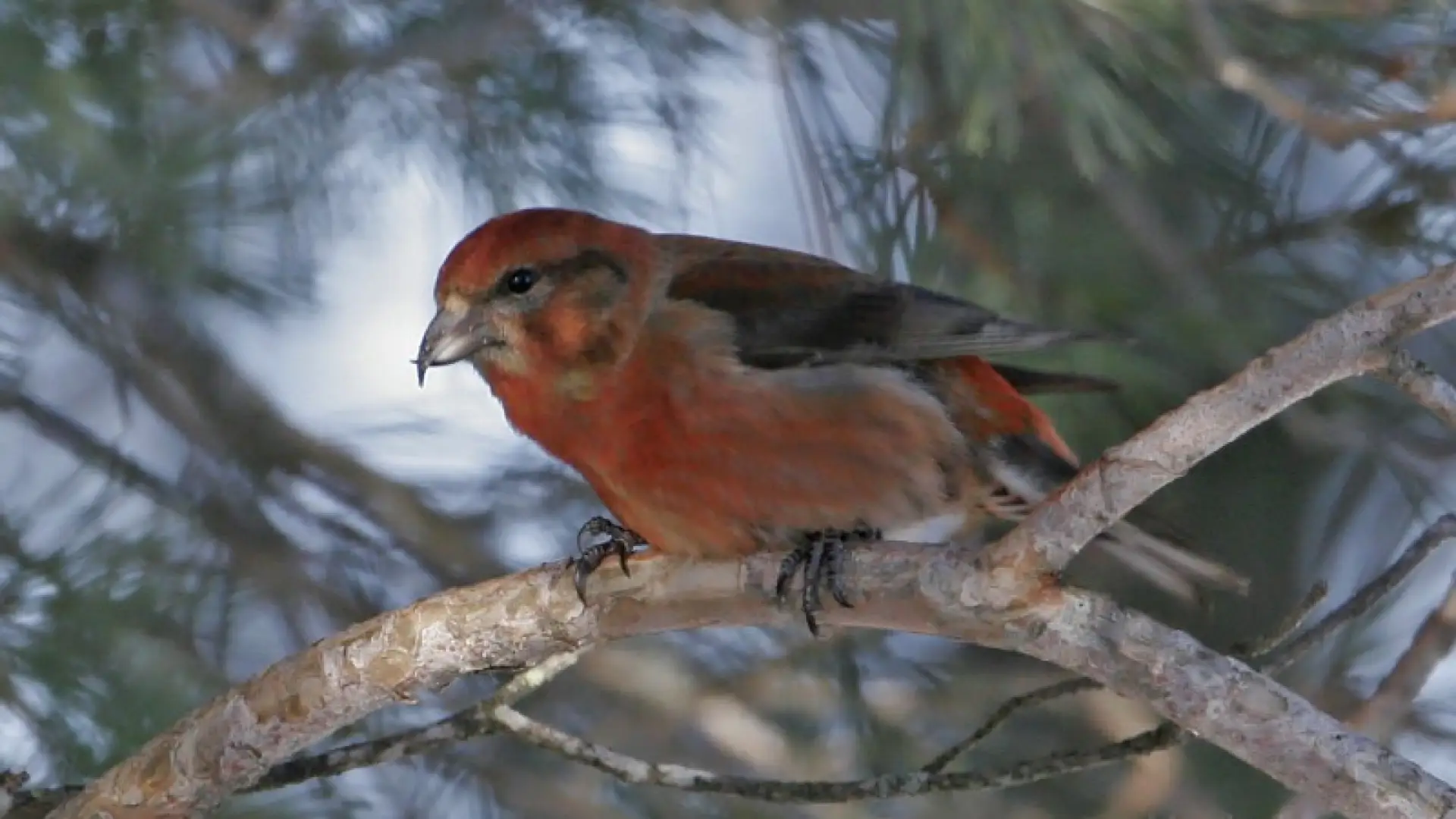 Red Crossbill Larry