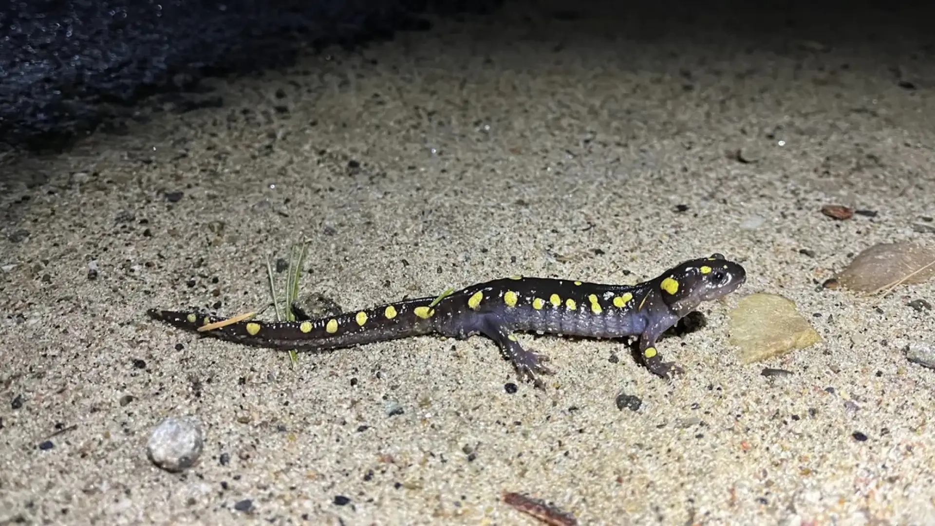 A spotted salamander with yellow spots crawls across light brown sand at night.