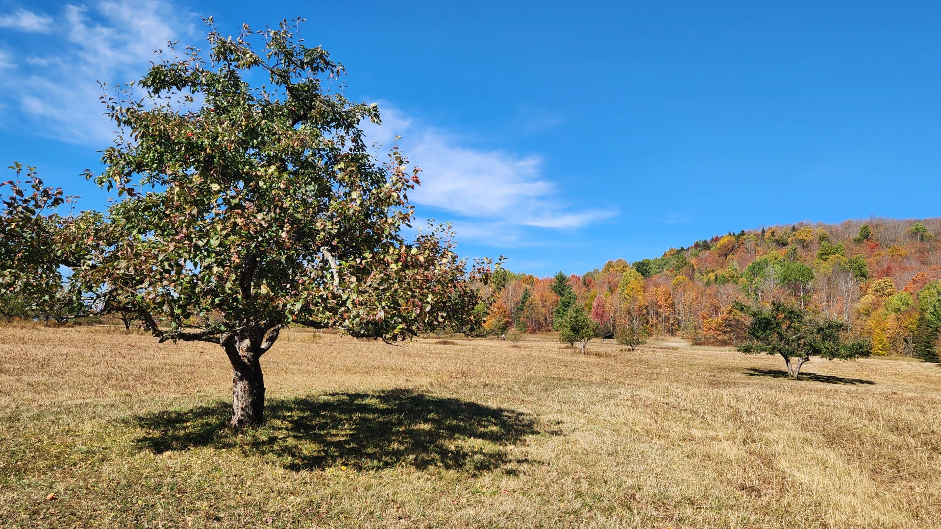 John Brown Farm Apple Tree in the fall