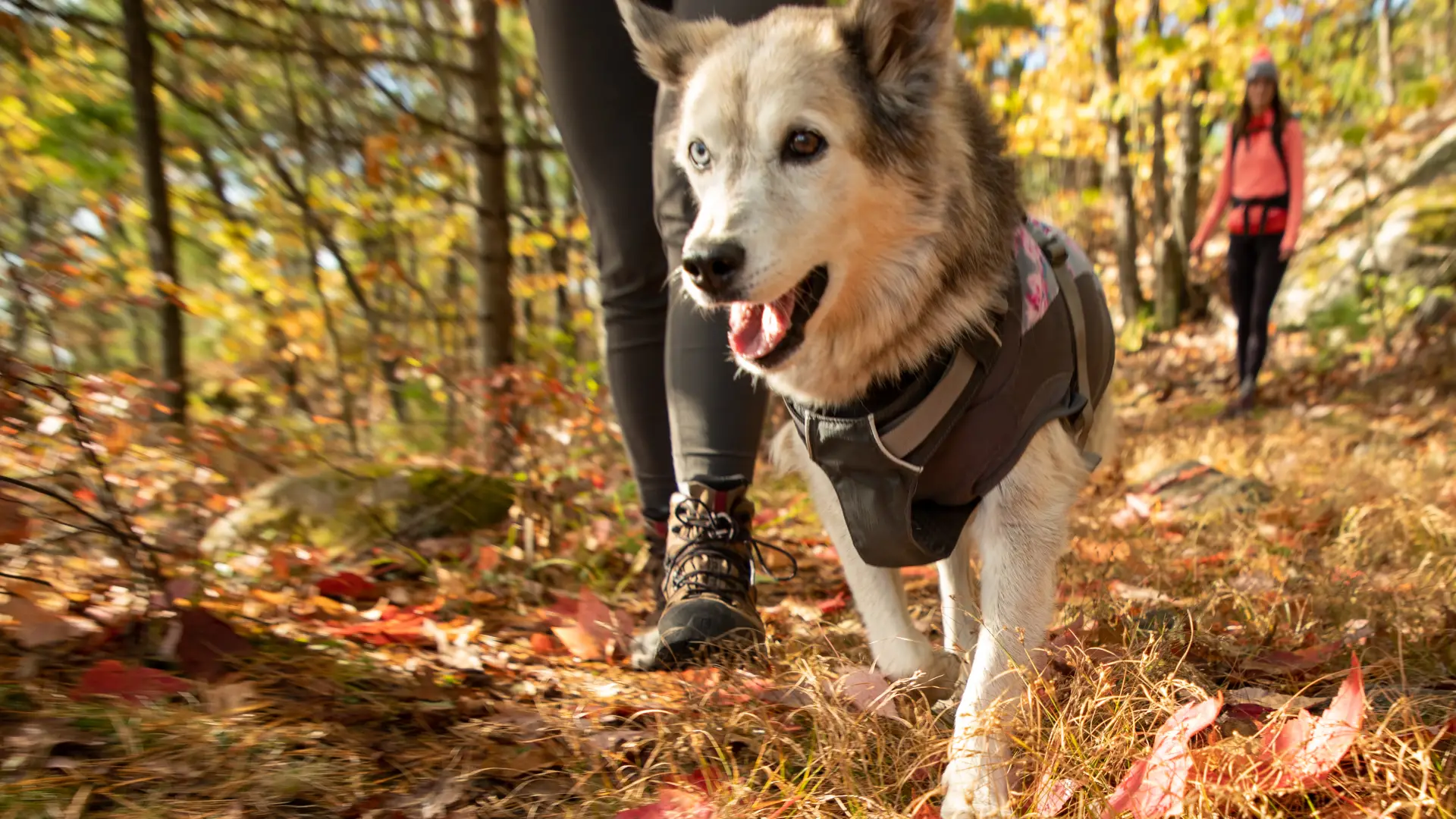 A wonderful hike up Rattlesnake Mountain for acres of foliage viewing.