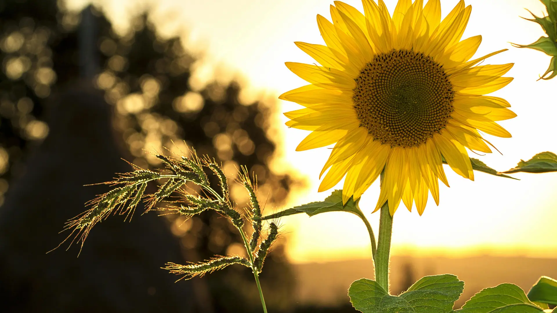 Stock image of sunflower and long stem of green grass against a golden sunset