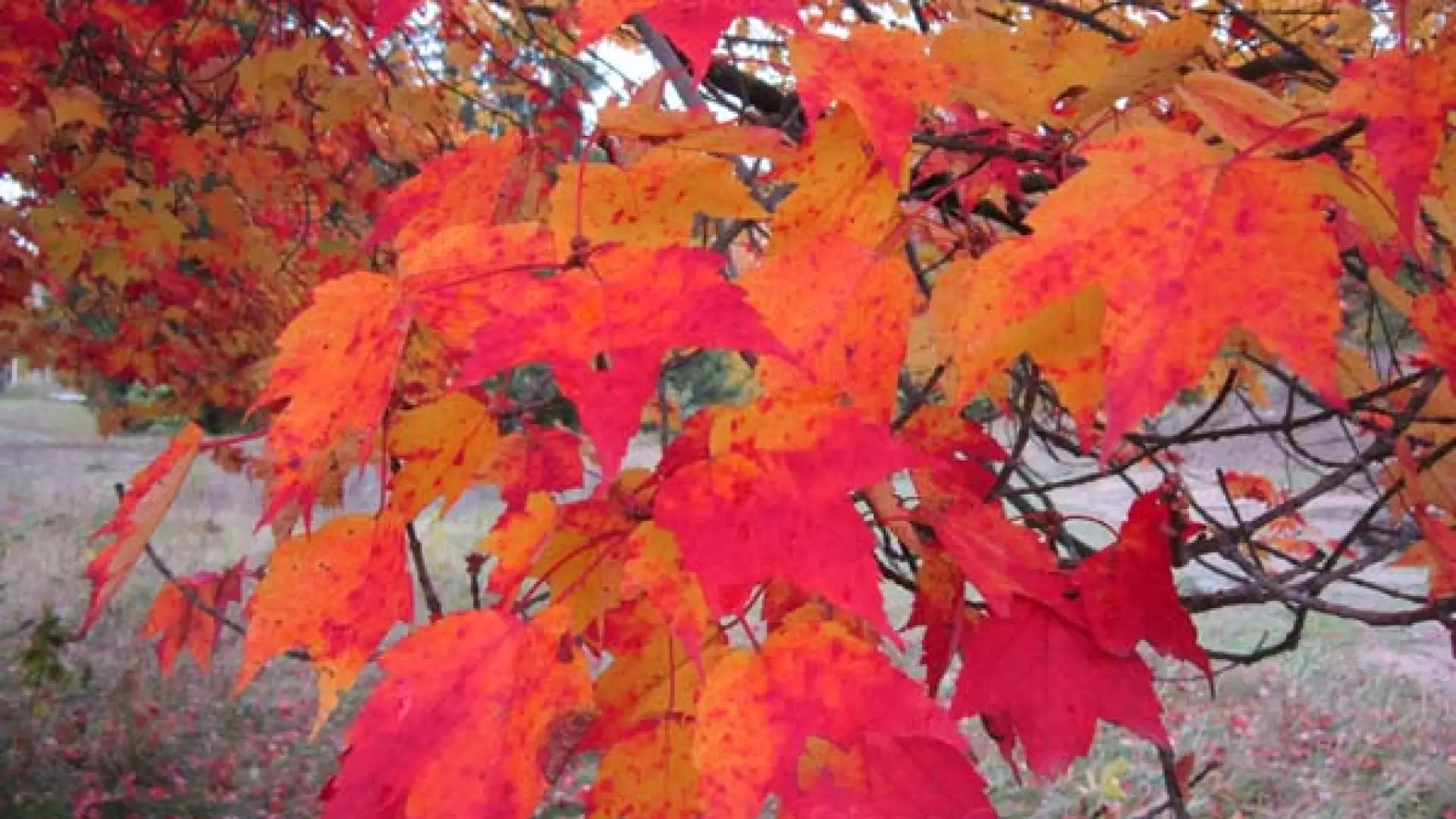 brillant autumn leaves