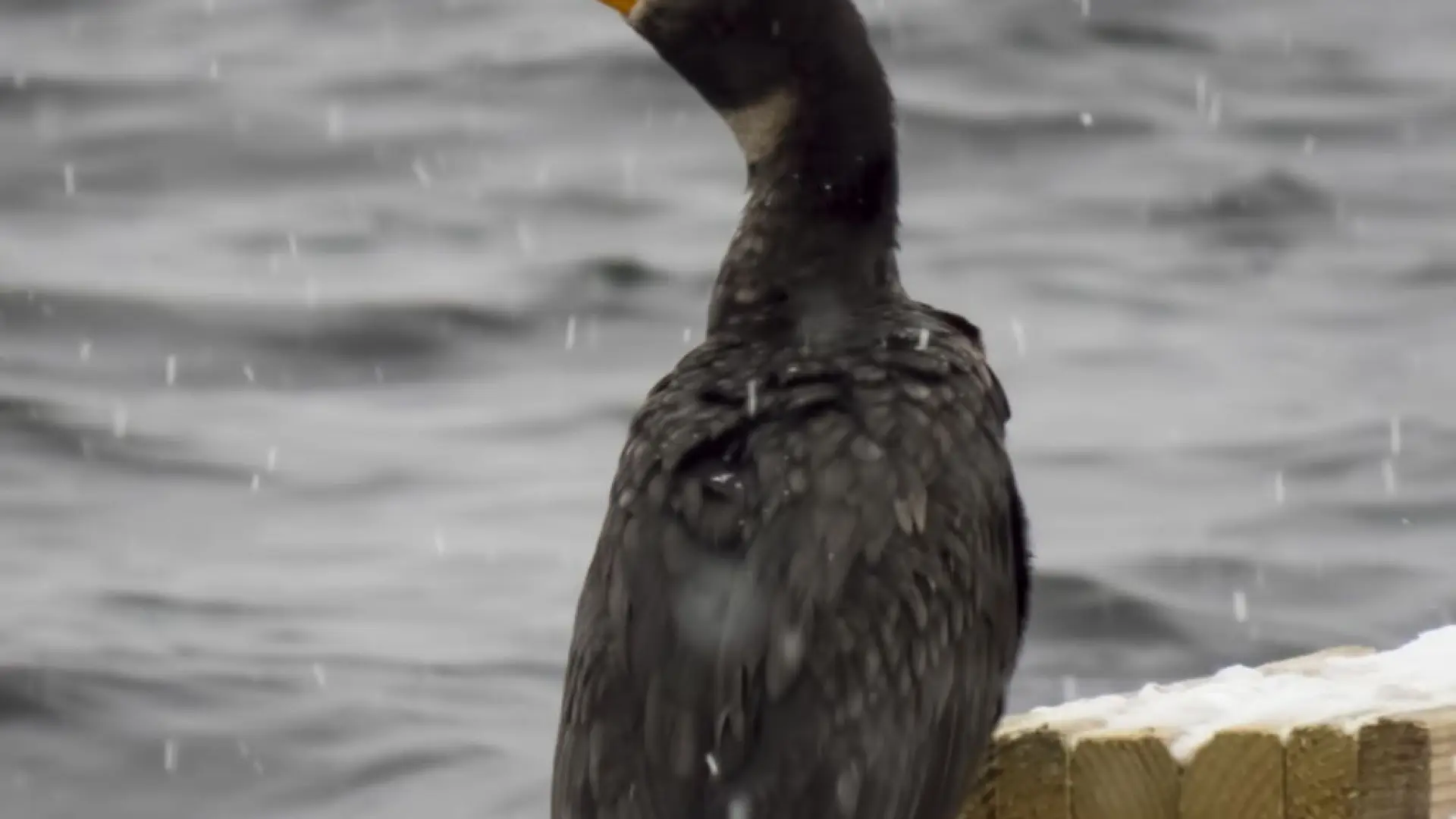 Double-crested Cormorant by Larry Master