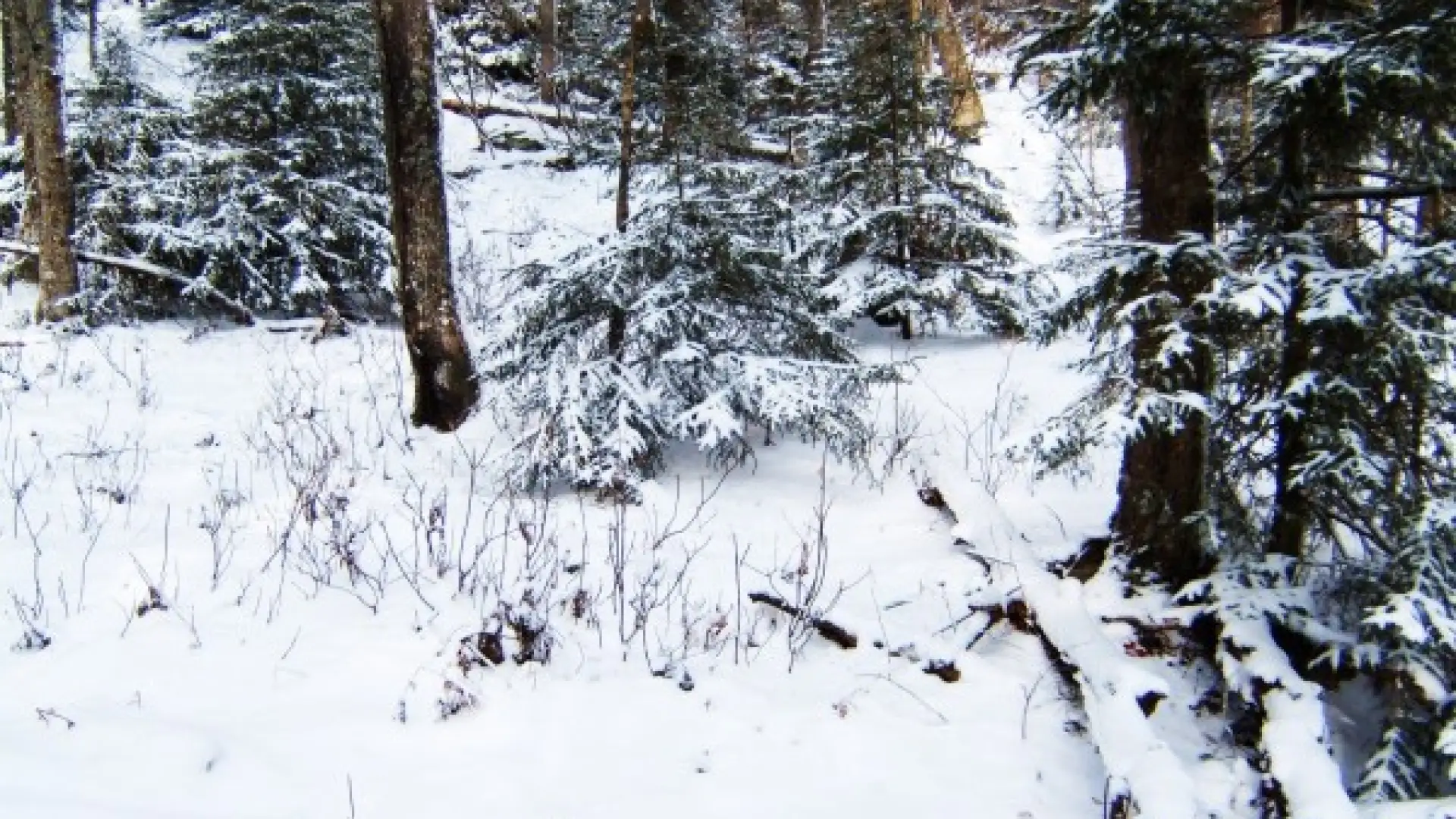 Open Forest in the Col