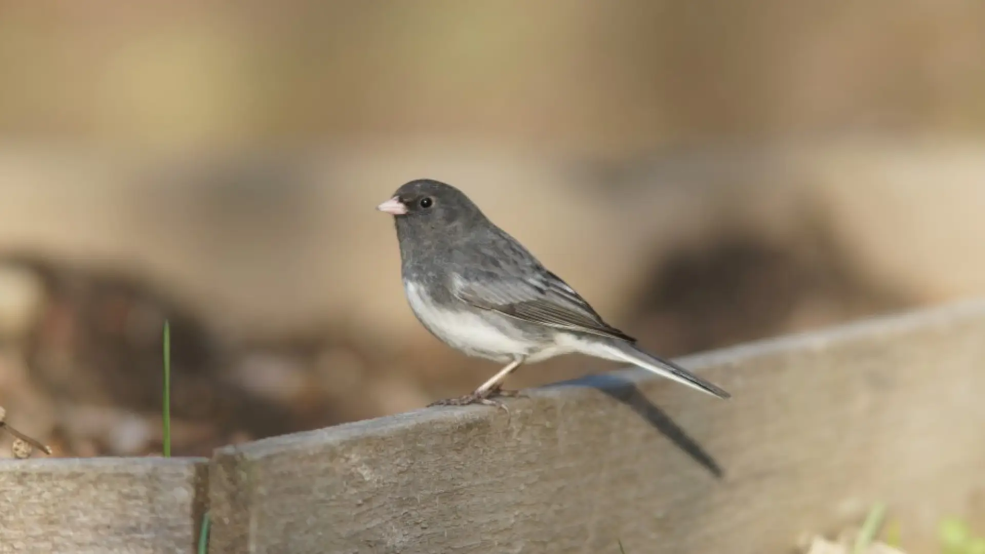 junco home