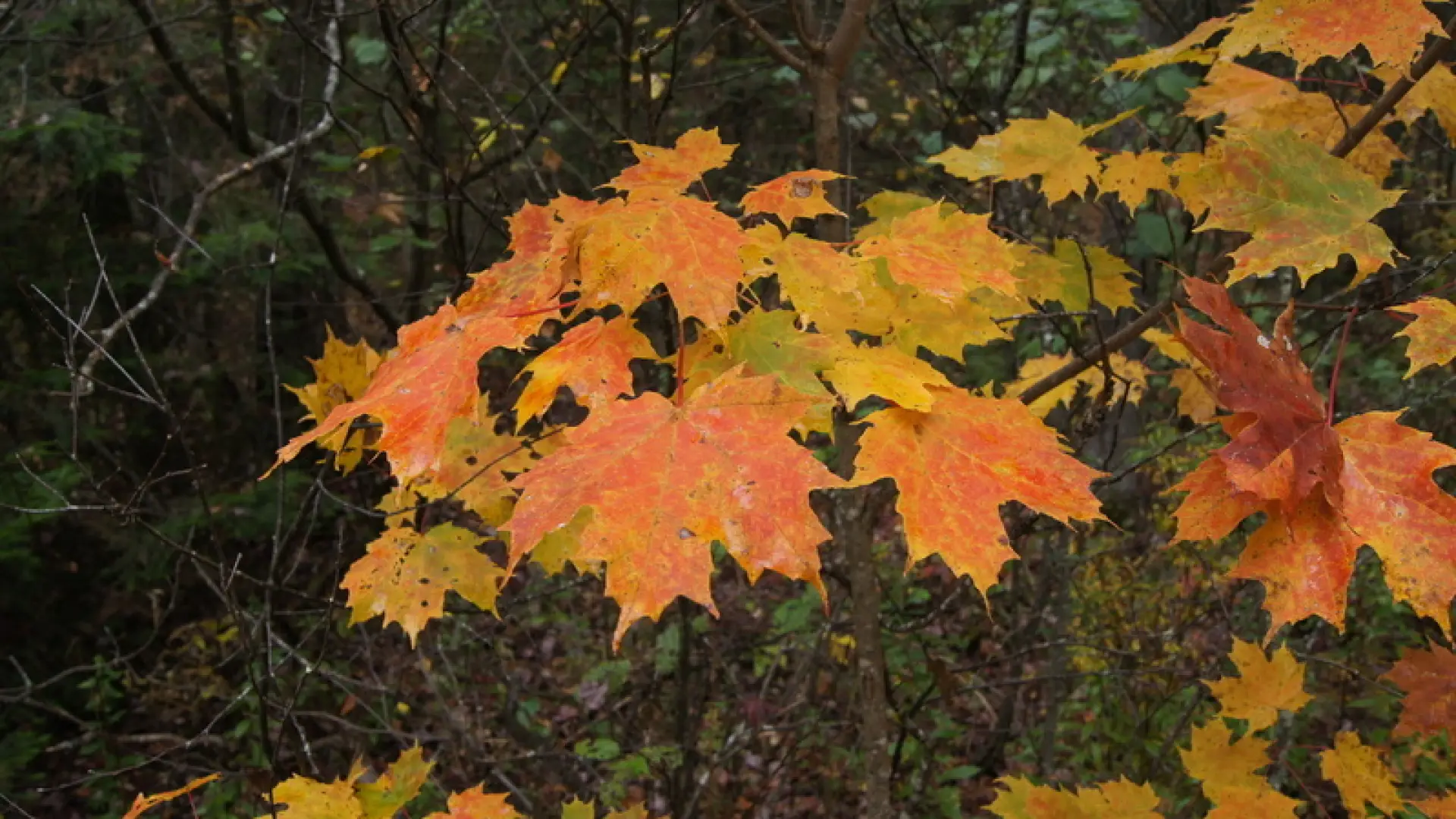 sugar maple
