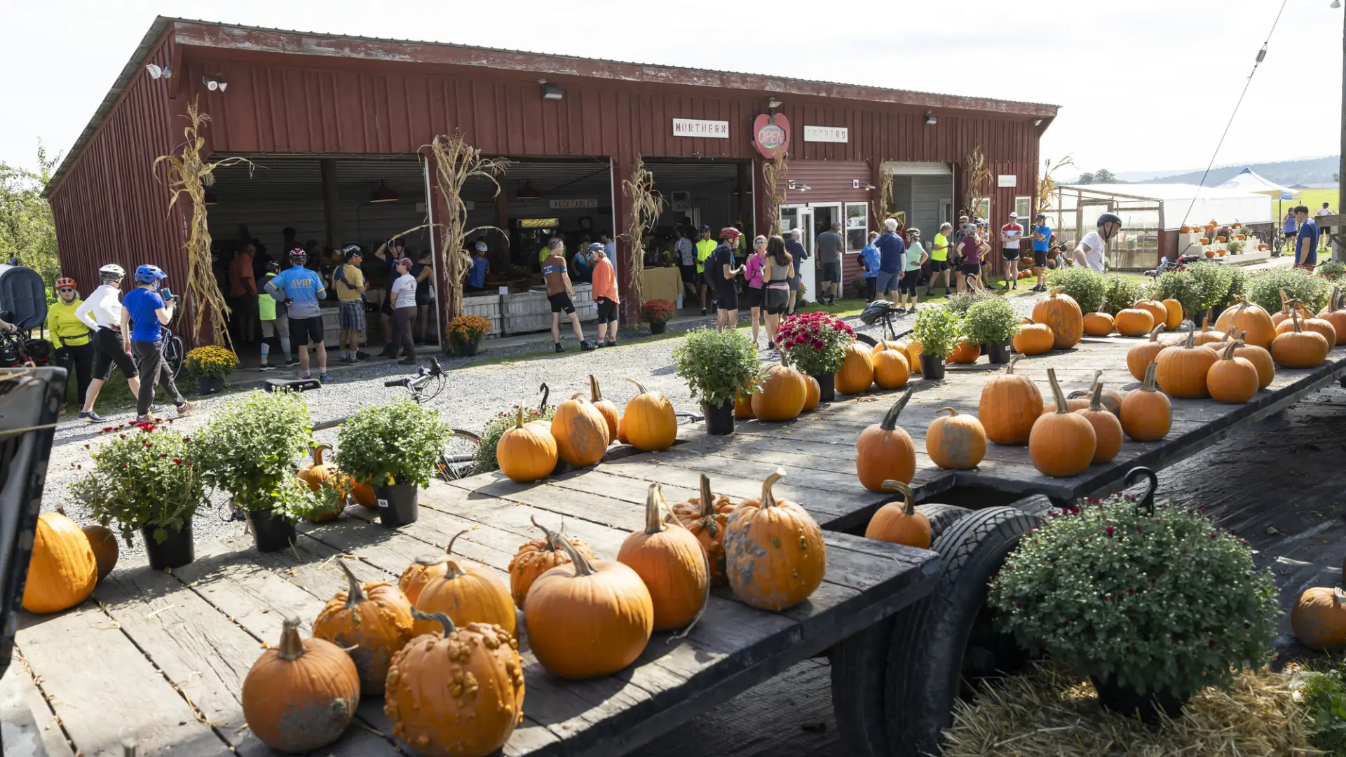 An apple farm displays pumpkins to be bought. 