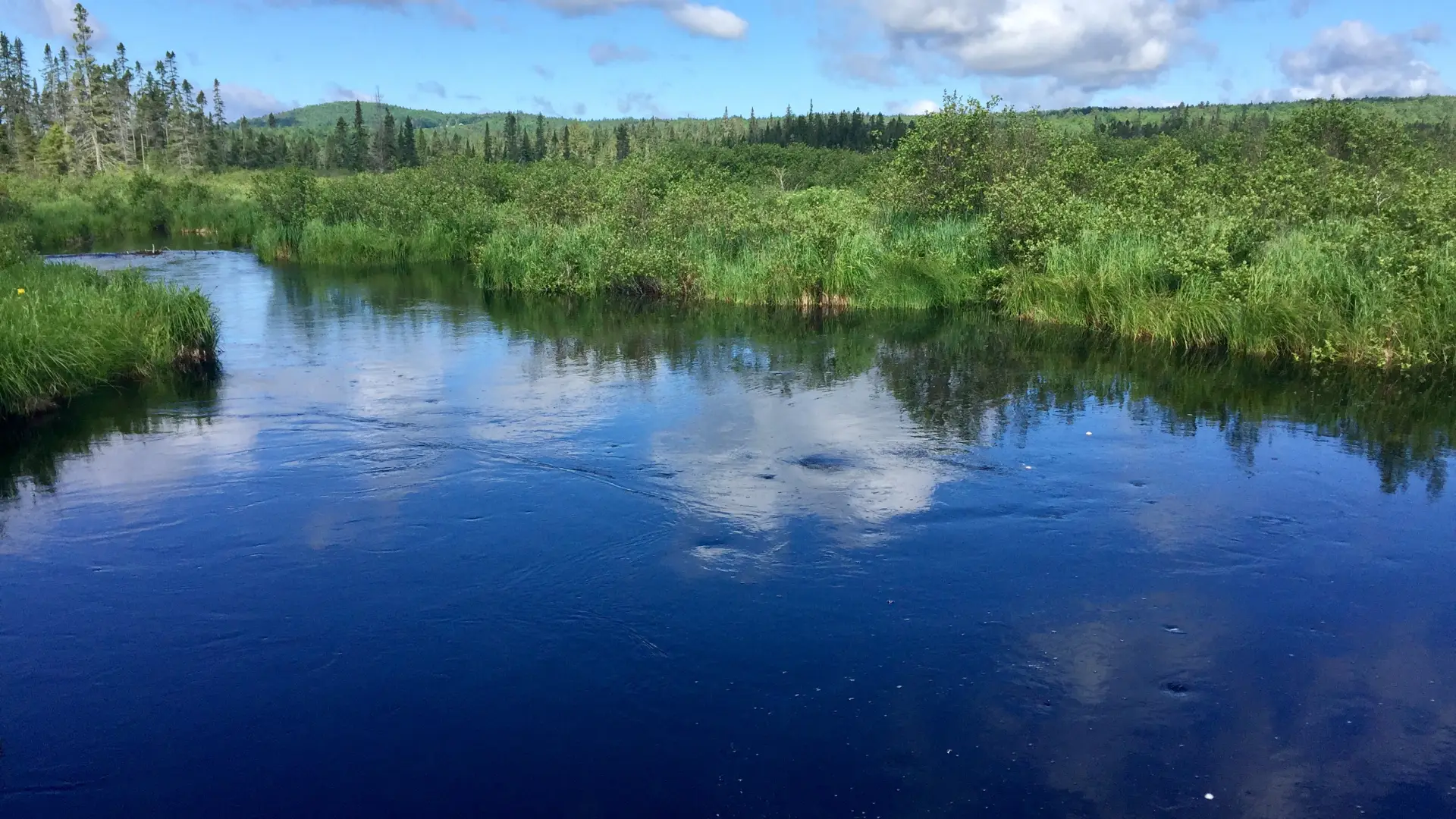 The Bloomingdale Bog trail during the summer