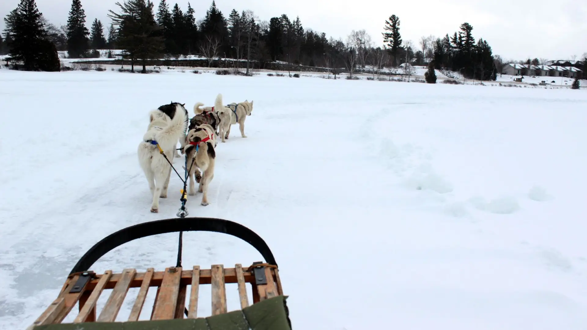 A team of six dogs is sufficient for pulling people across Mirror Lake.