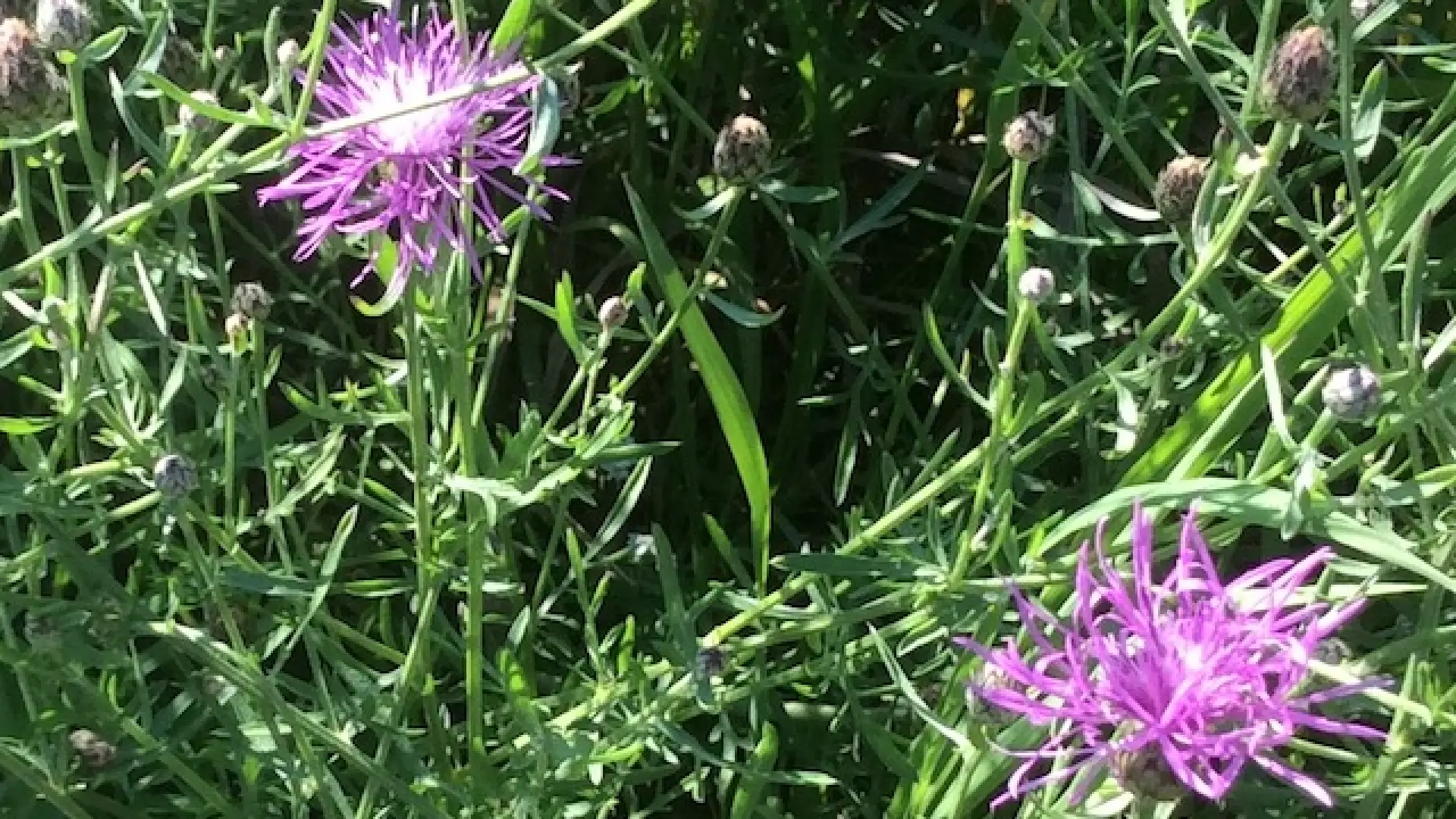 A fully opened bull thistle (Cirsium vulgare).