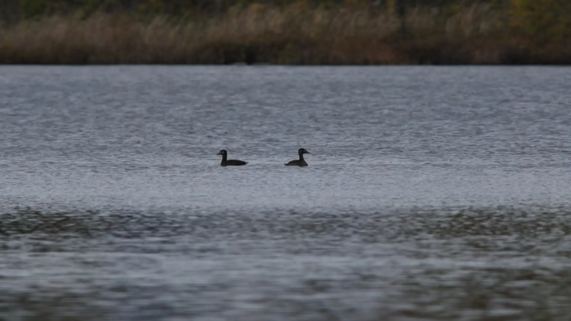 surf scoters Lake colby
