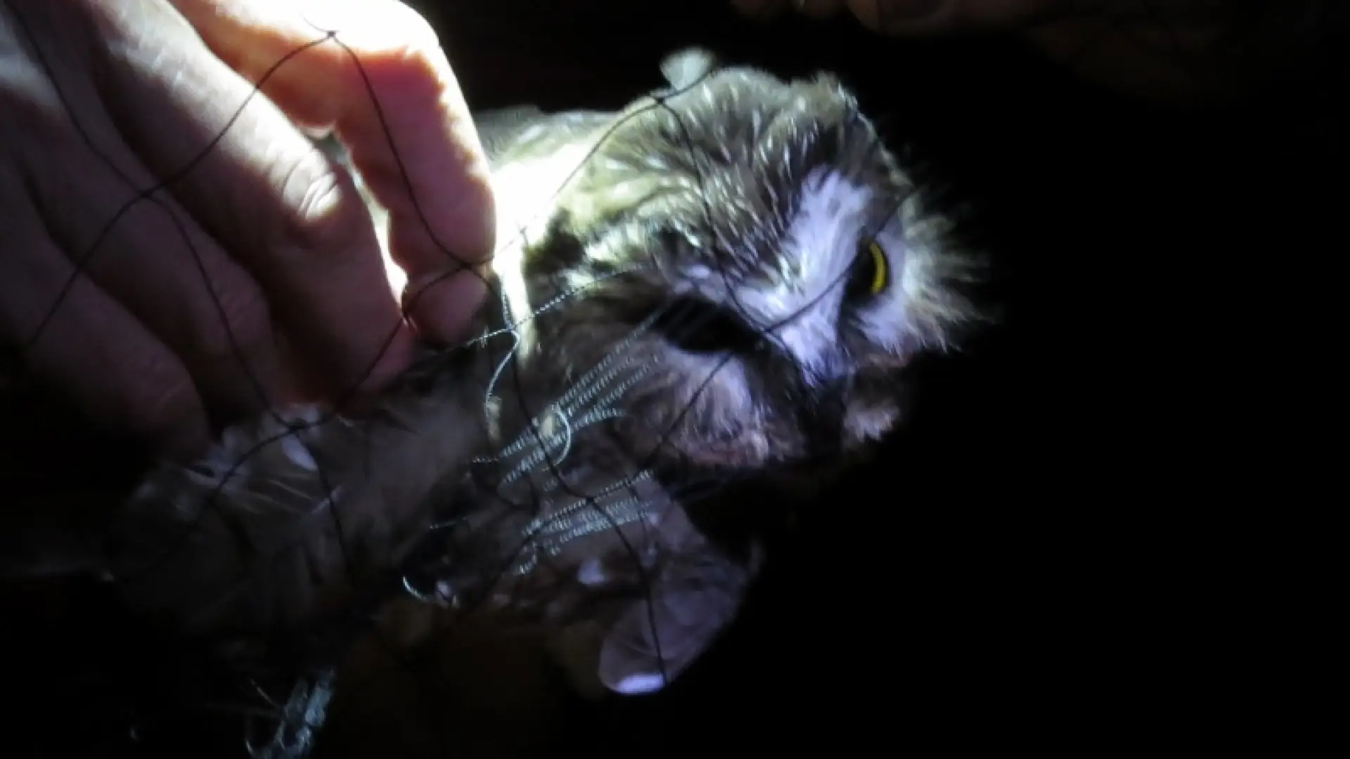 Northern Saw-whet Owl in mist net