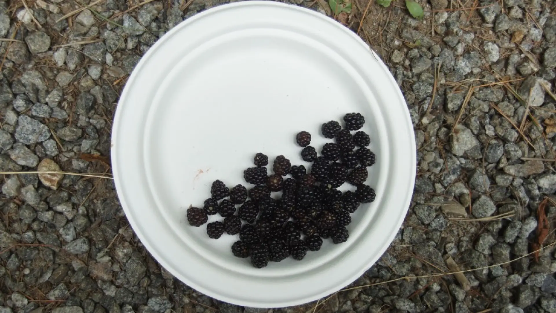 Blackberries