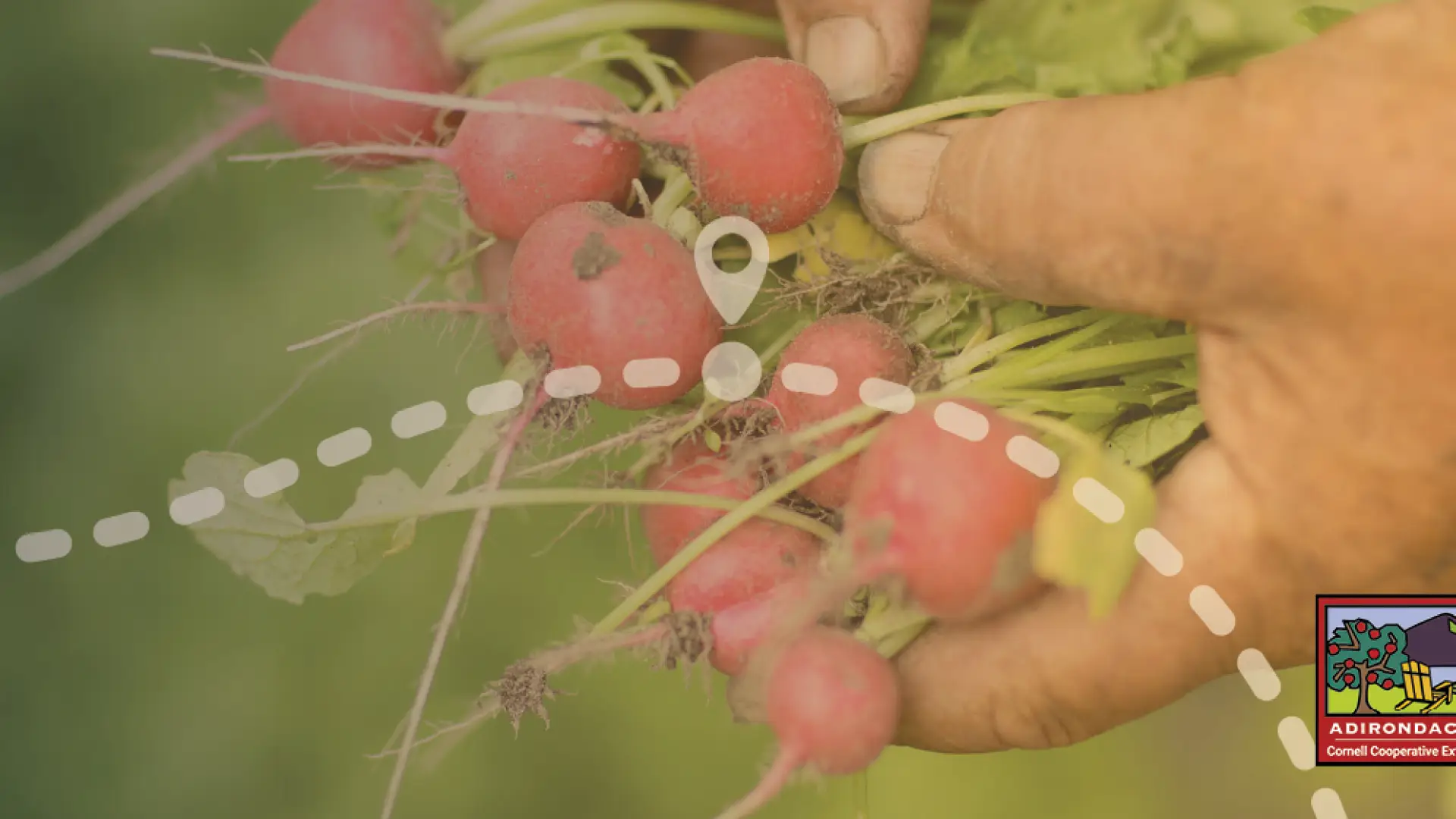 A hand holds beets just picked from the ground. 