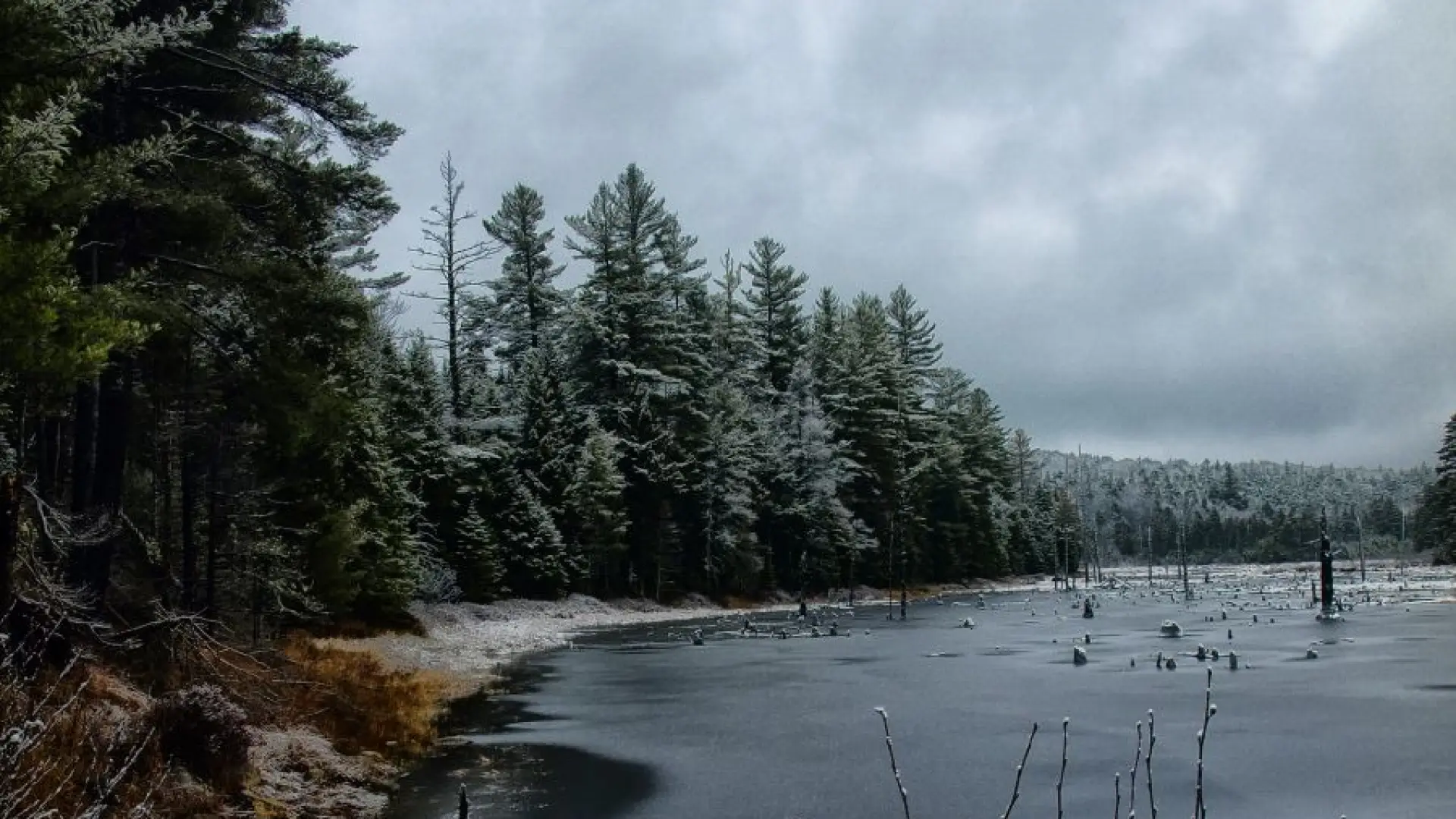 The seldom visited beaver pond