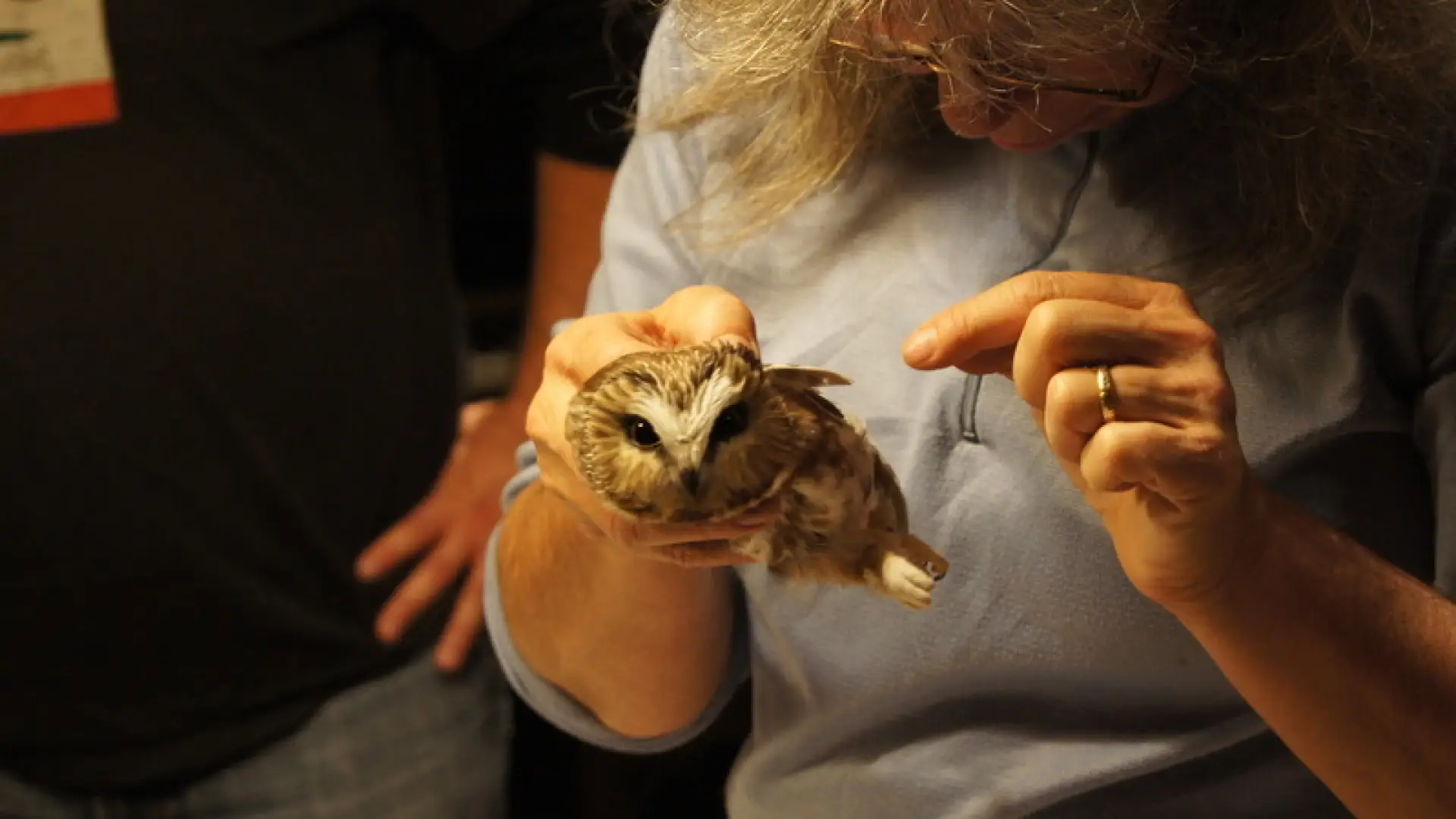 saw-whet owl banding